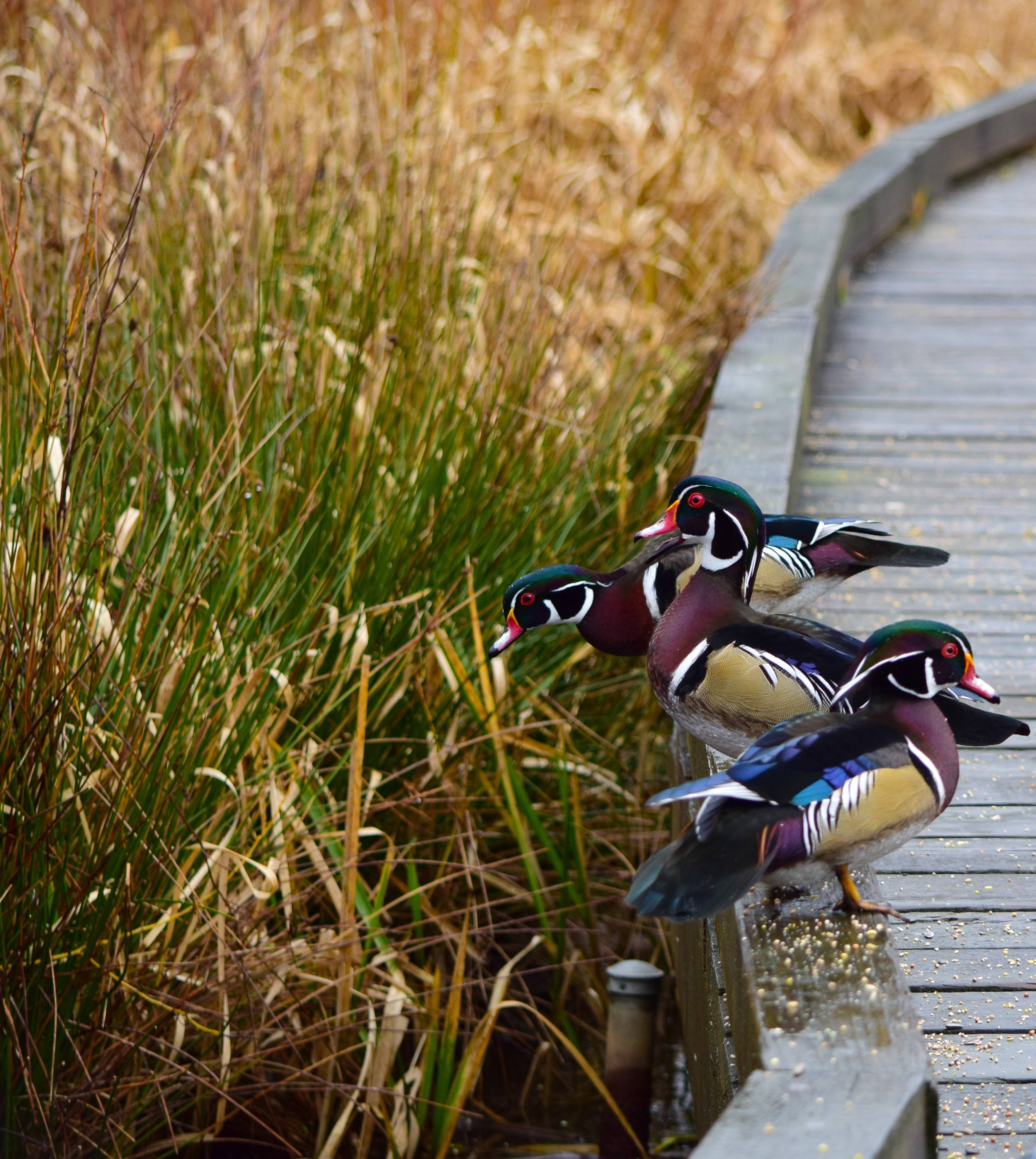 colorful wood ducks, wooden boardwalk, tall golden reeds, 2K Phone Wallpaper