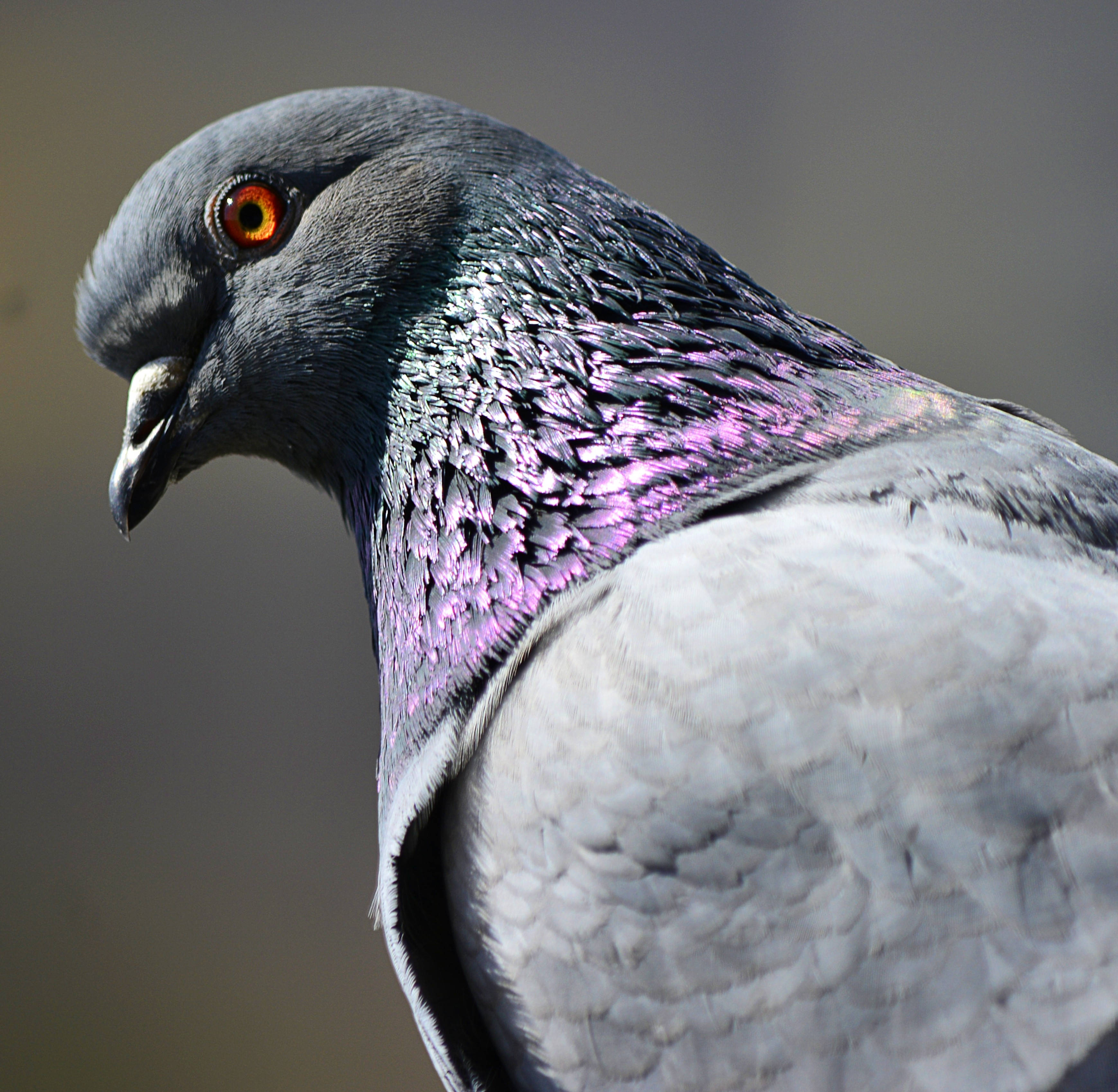 pigeon, iridescent purple neck feathers, bright orange eye, 2K Desktop Wallpaper