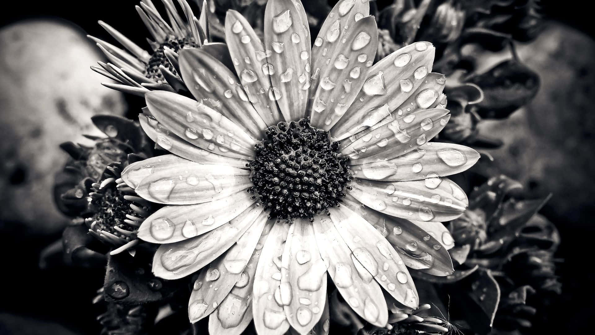 daisy, water droplets, monochrome, Full HD Desktop Wallpaper
