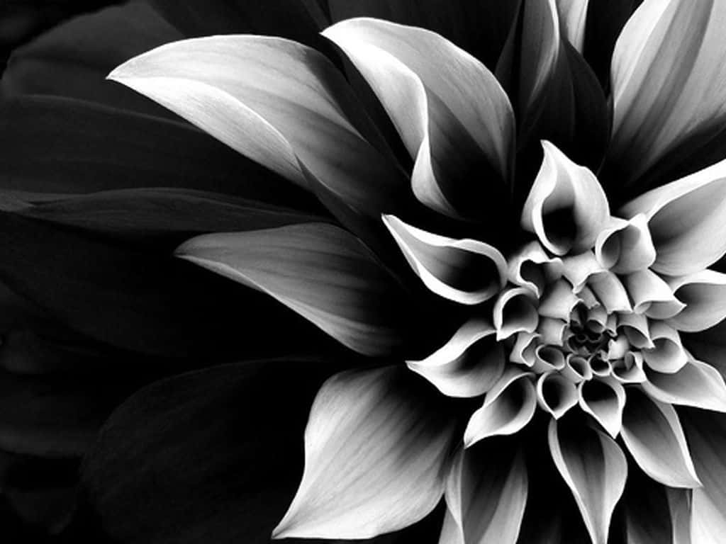 dahlia flower, black and white, high contrast, SD Desktop Wallpaper