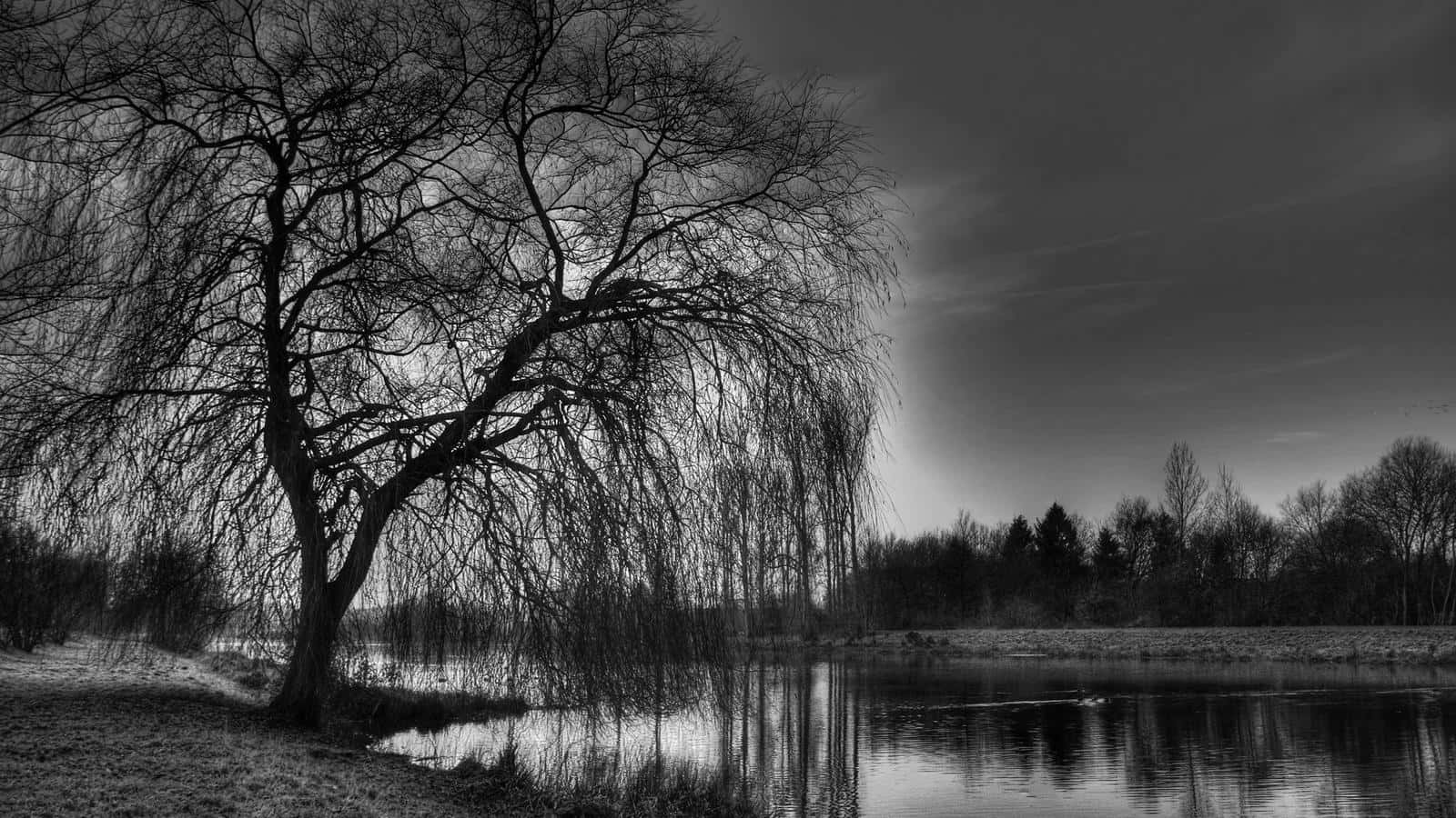 willow tree, calm pond, heavy overcast sky, HD Desktop Wallpaper