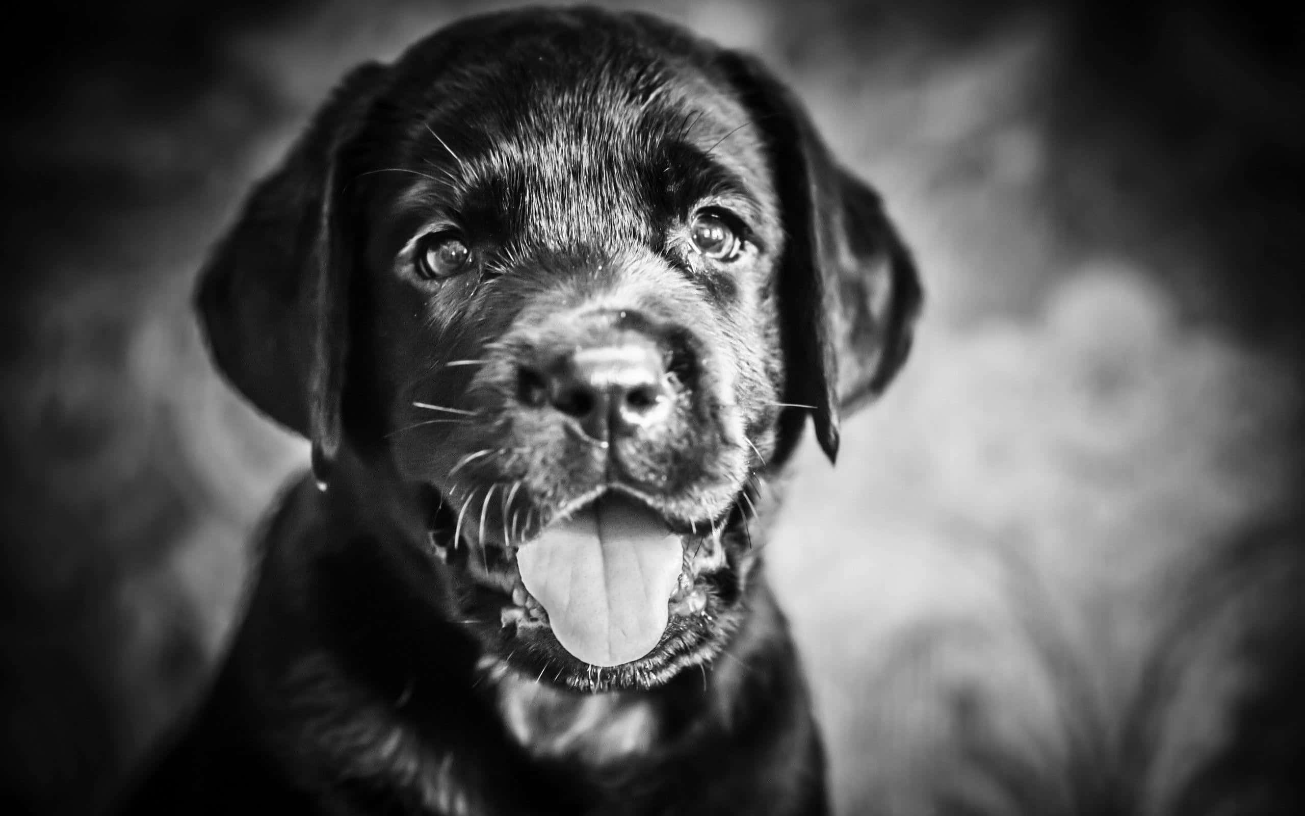 black and white, puppy, tongue out, 2K Desktop Wallpaper