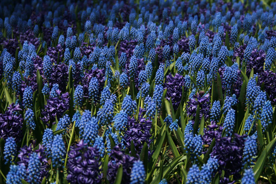 blue hyacinth flowers, grape hyacinths, blue, SD Desktop Wallpaper