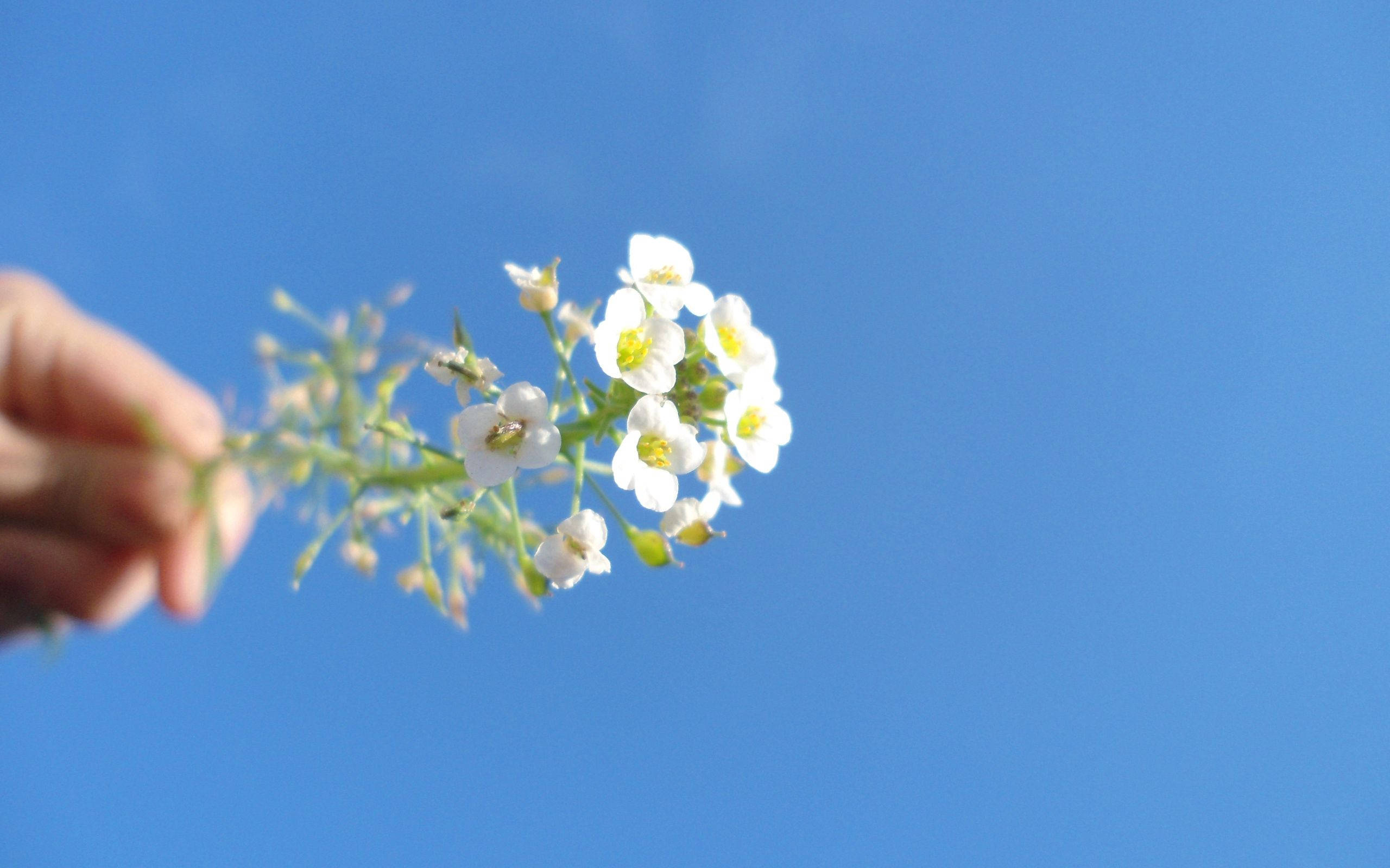 white flowers, clear bright blue sky, hand, 2K Desktop Wallpaper