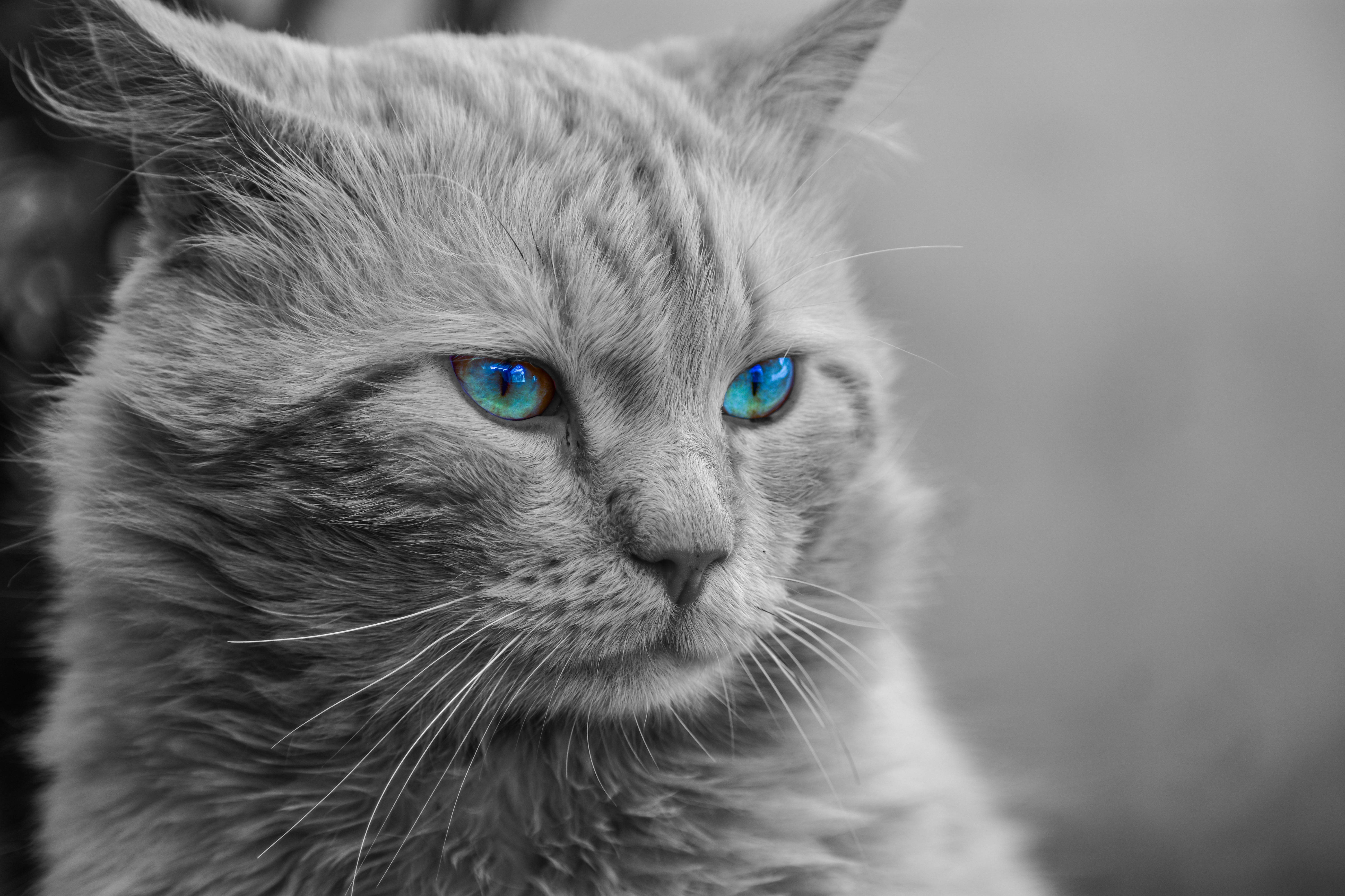 gray cat, blue eyes, black and white photo, 5K Desktop Wallpaper