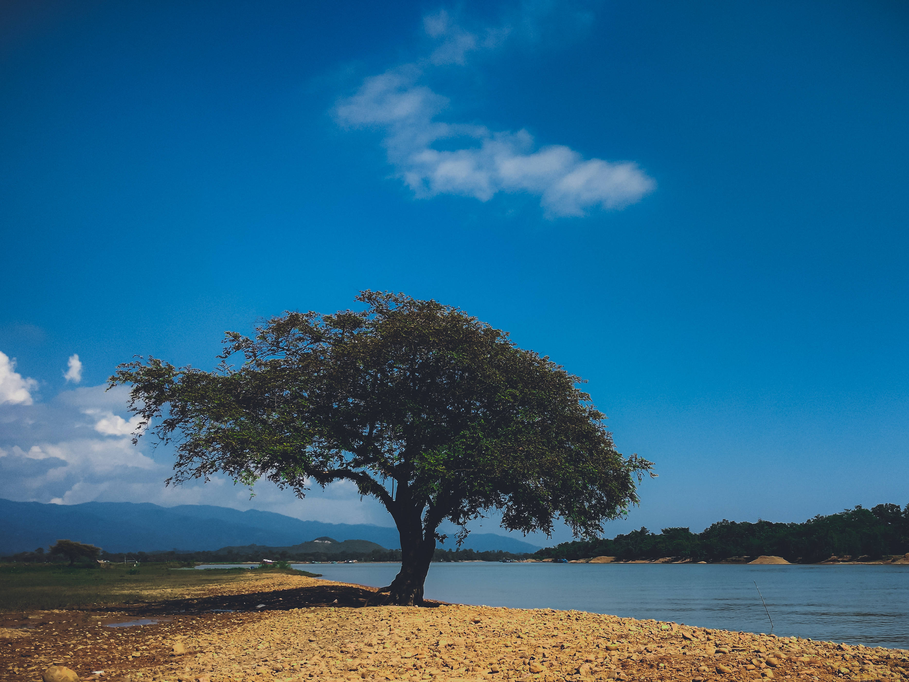 tree, lush green leaves, pebbled shore, 2K Desktop Wallpaper