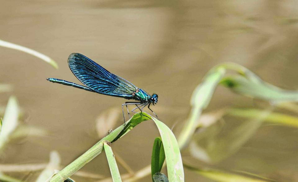 blue dragonfly, green leaf, calm water, SD Desktop Wallpaper