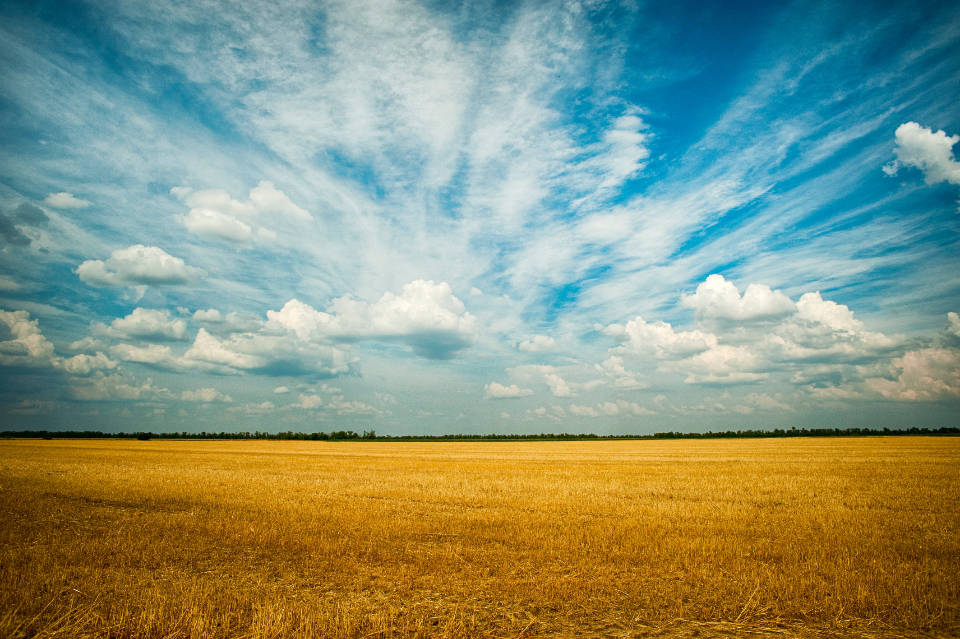 golden wheat field, dramatic sky, wispy white clouds, SD Desktop Wallpaper