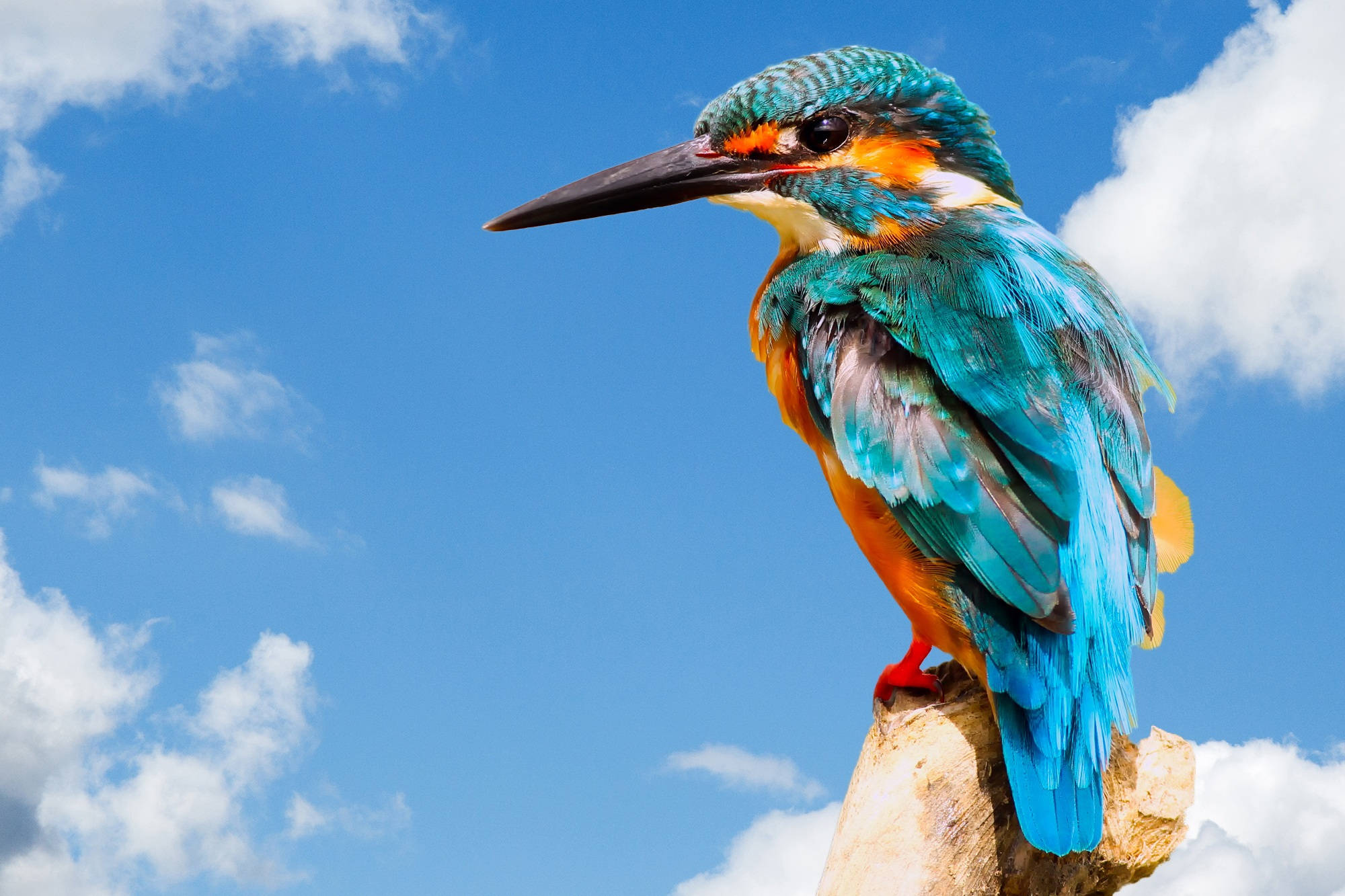 kingfisher, weathered branch, bright blue sky, Full HD Desktop Wallpaper