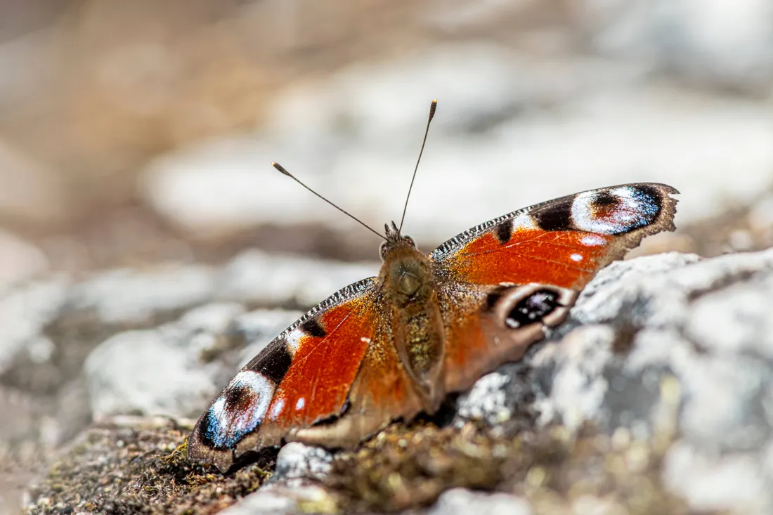 Beautiful Butterfly