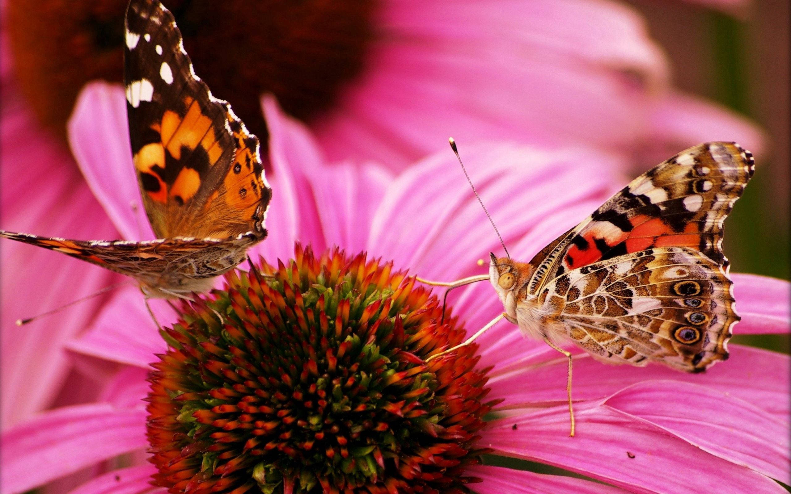pink pansy, orange brown and black wings, bright pink coneflower, 2K Desktop Wallpaper