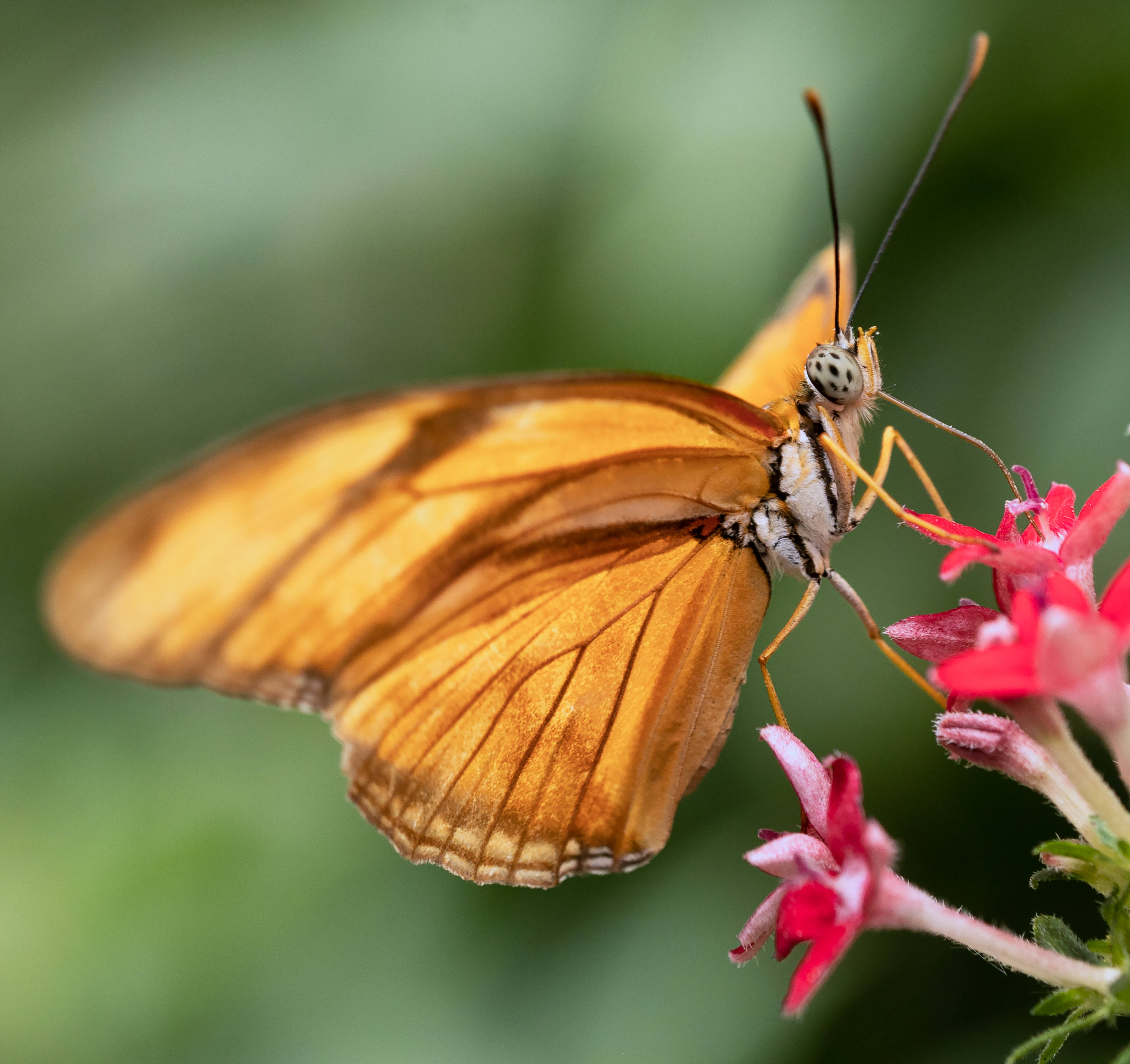beautiful butterfly, pink flower, vibrant orange butterfly, 4K Desktop Wallpaper
