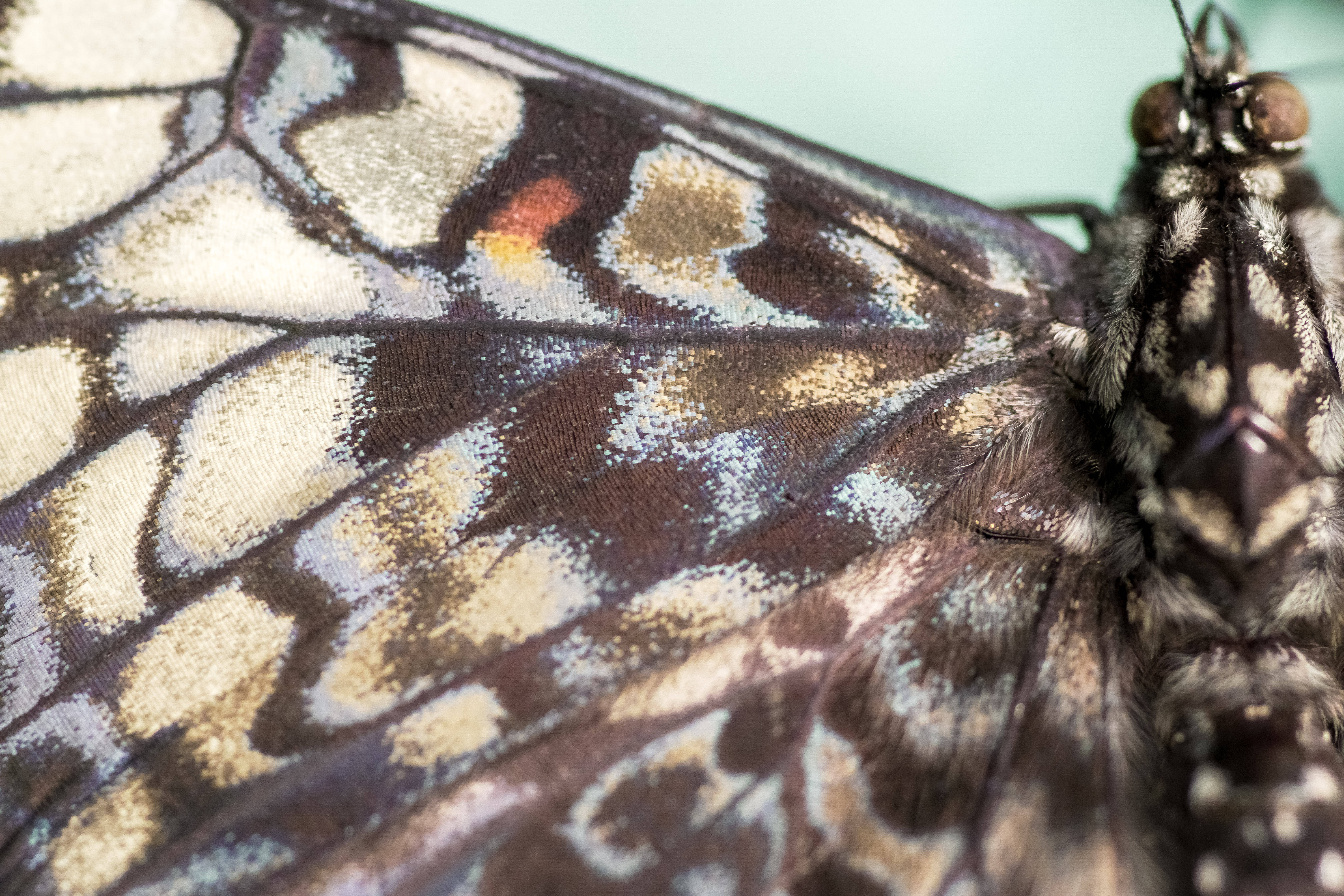 brown black beautiful butterfly, brown cream and orange patterns, fine vein details, 5K Desktop Wallpaper