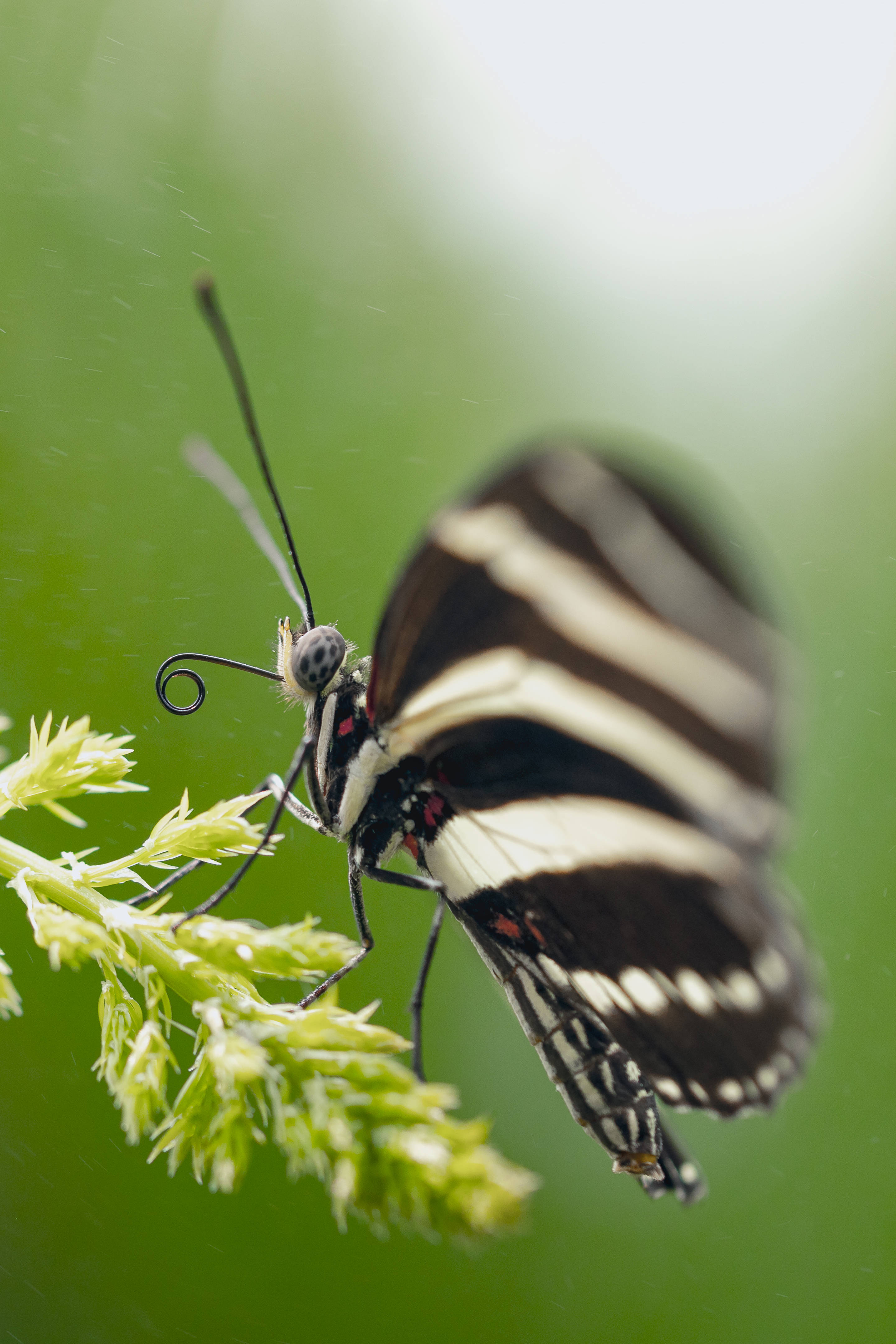 black and white striped butterfly, green plant stem, soft blurred green background, 4K Phone Wallpaper