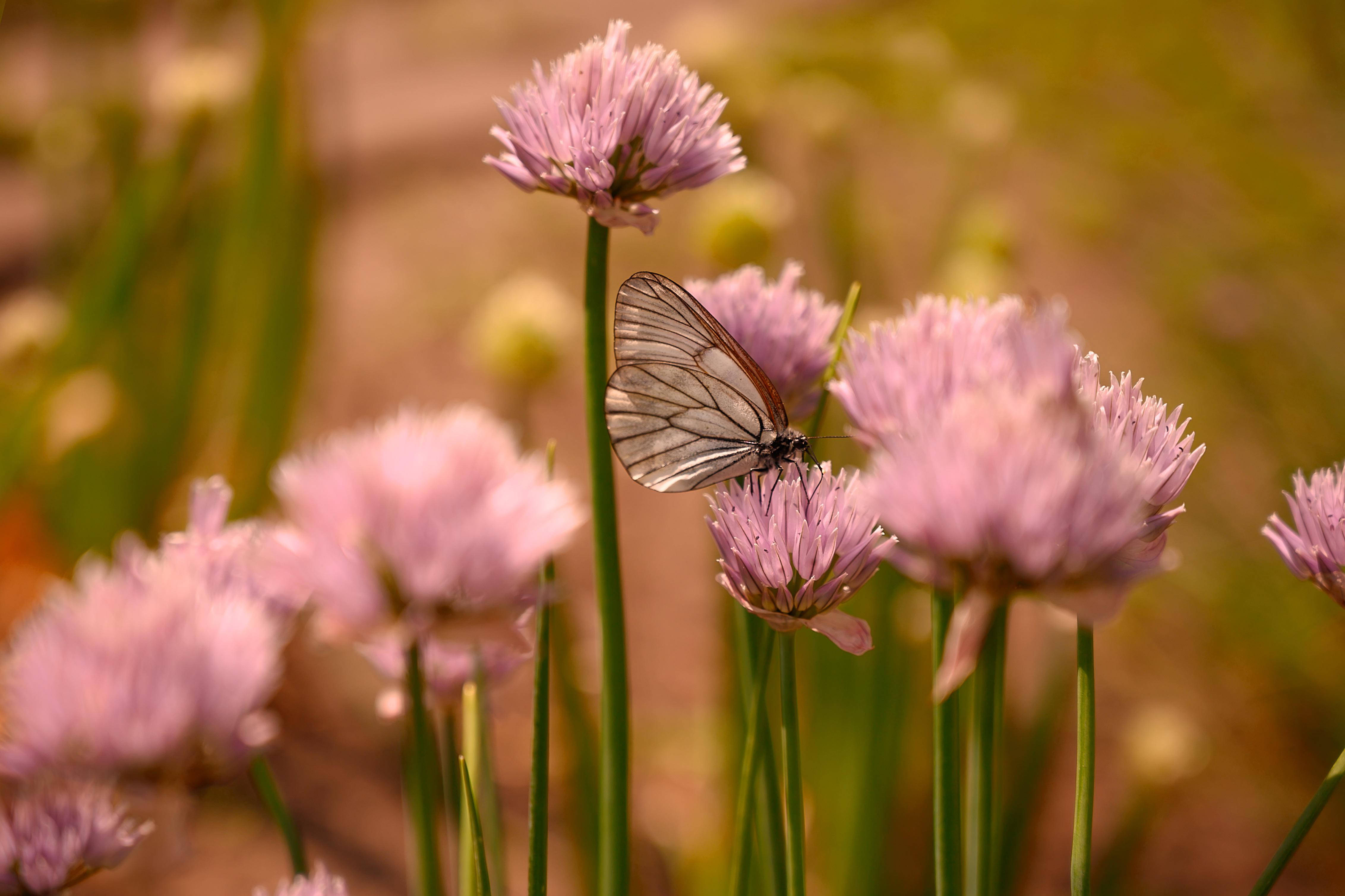 cute pink butterfly, flower field, translucent wings, 4K Desktop Wallpaper