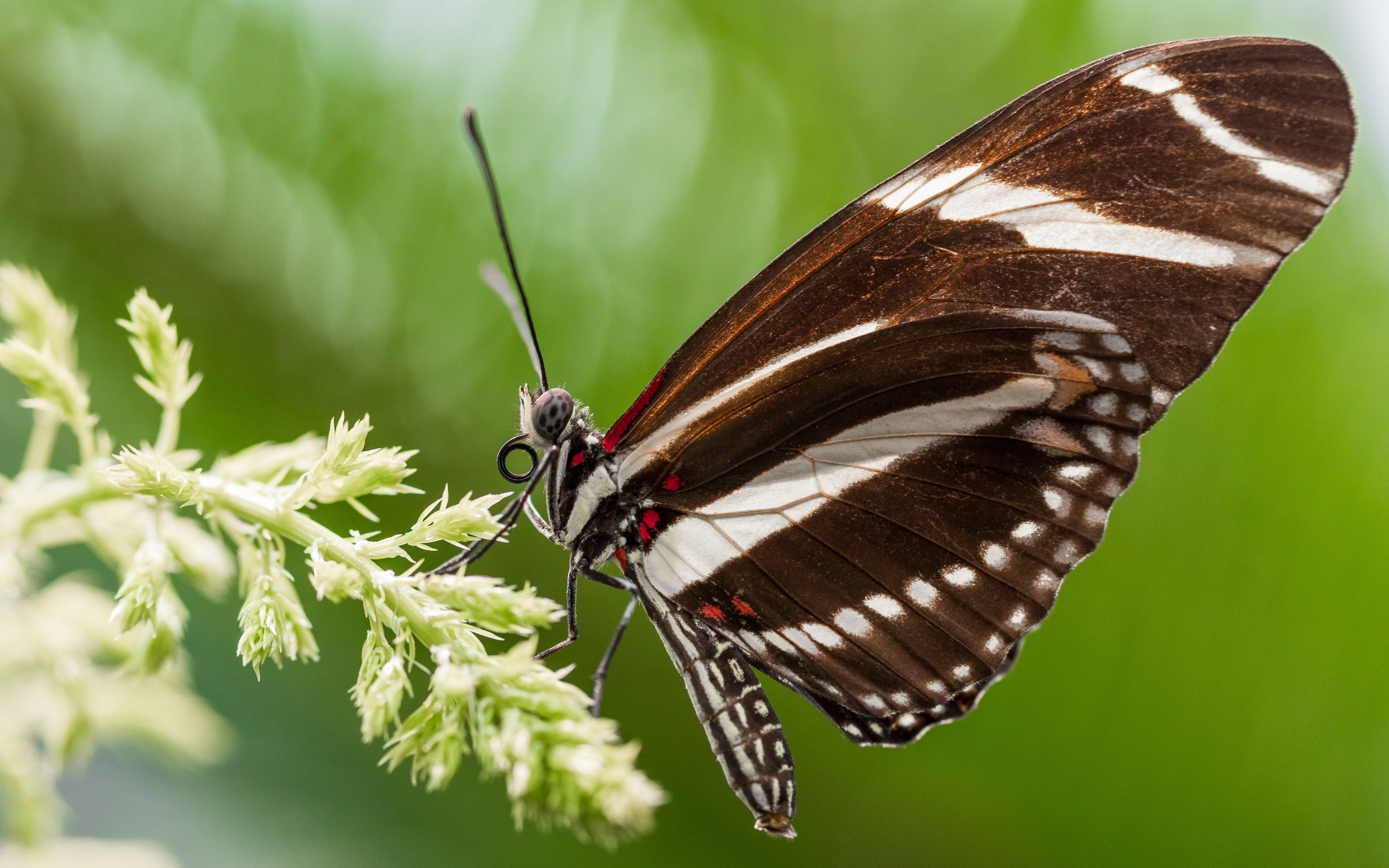 Beautiful Butterfly, black and white butterfly, red accents, 5K Desktop Wallpaper