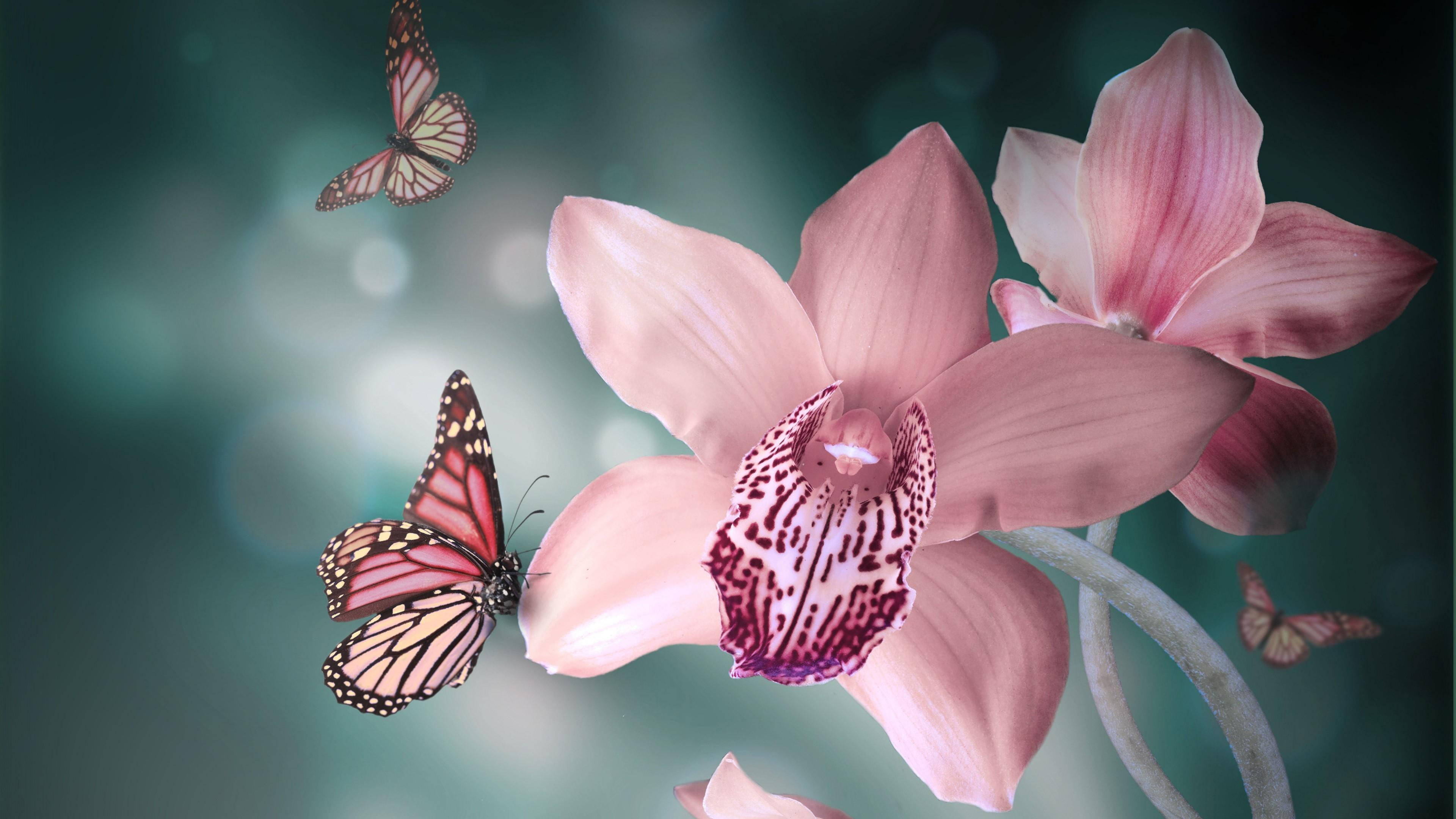 cute pink butterfly, boat orchid, monarch butterflies, 4K Desktop Wallpaper