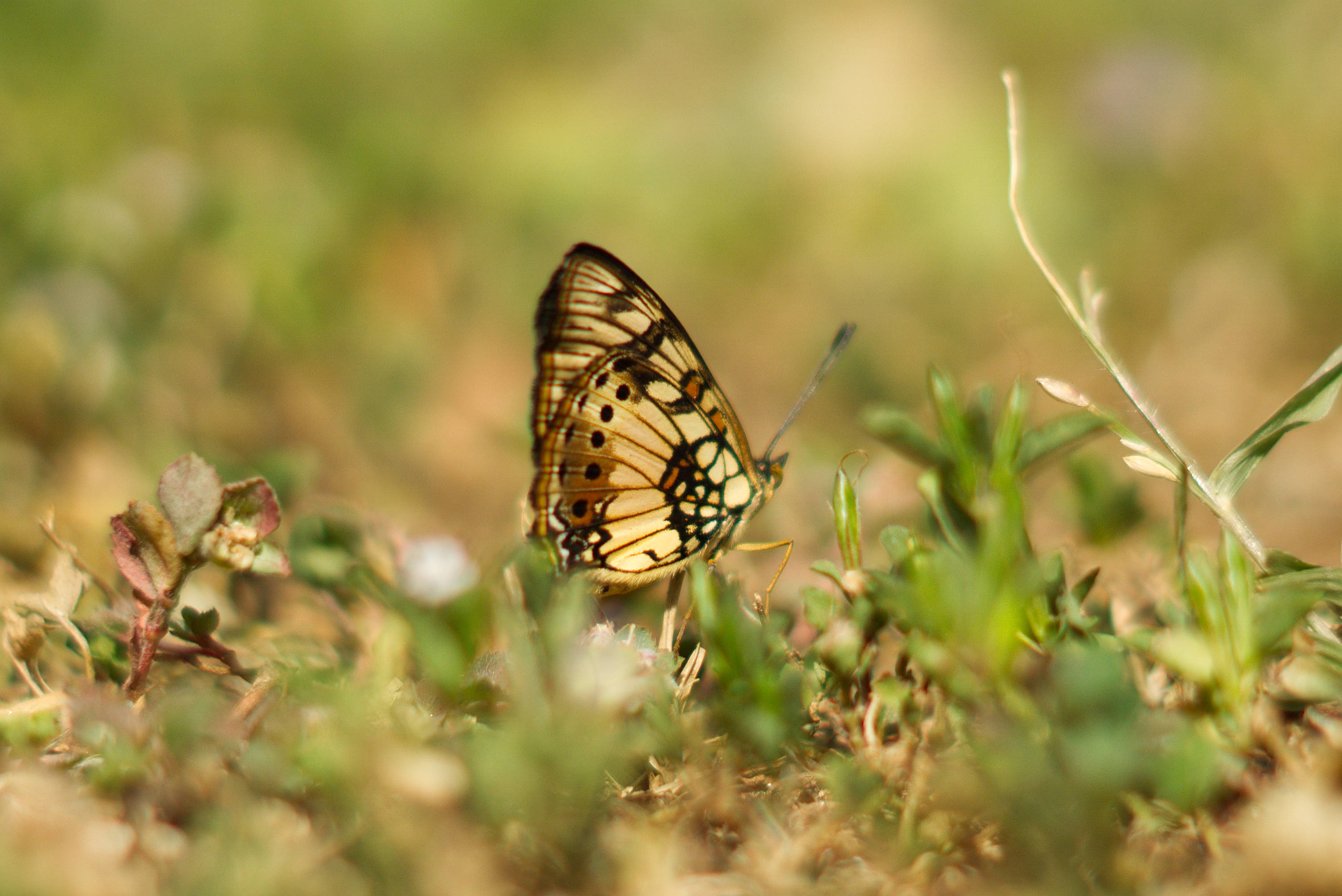 yellow beautiful butterfly, green grass, orange black and white wings, 2K Desktop Wallpaper