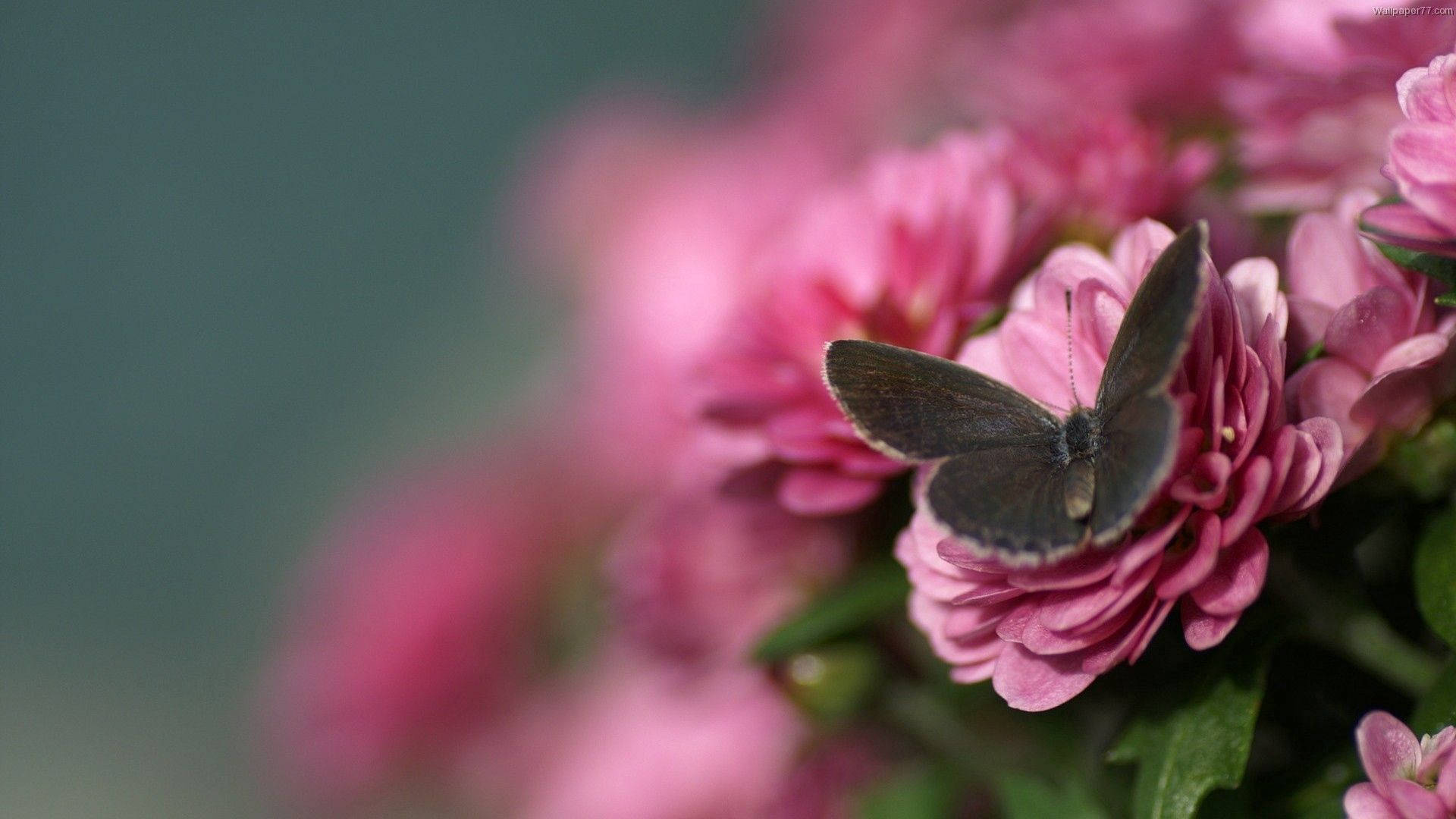 beautiful butterfly, pink rose, dark butterfly, Full HD Desktop Wallpaper