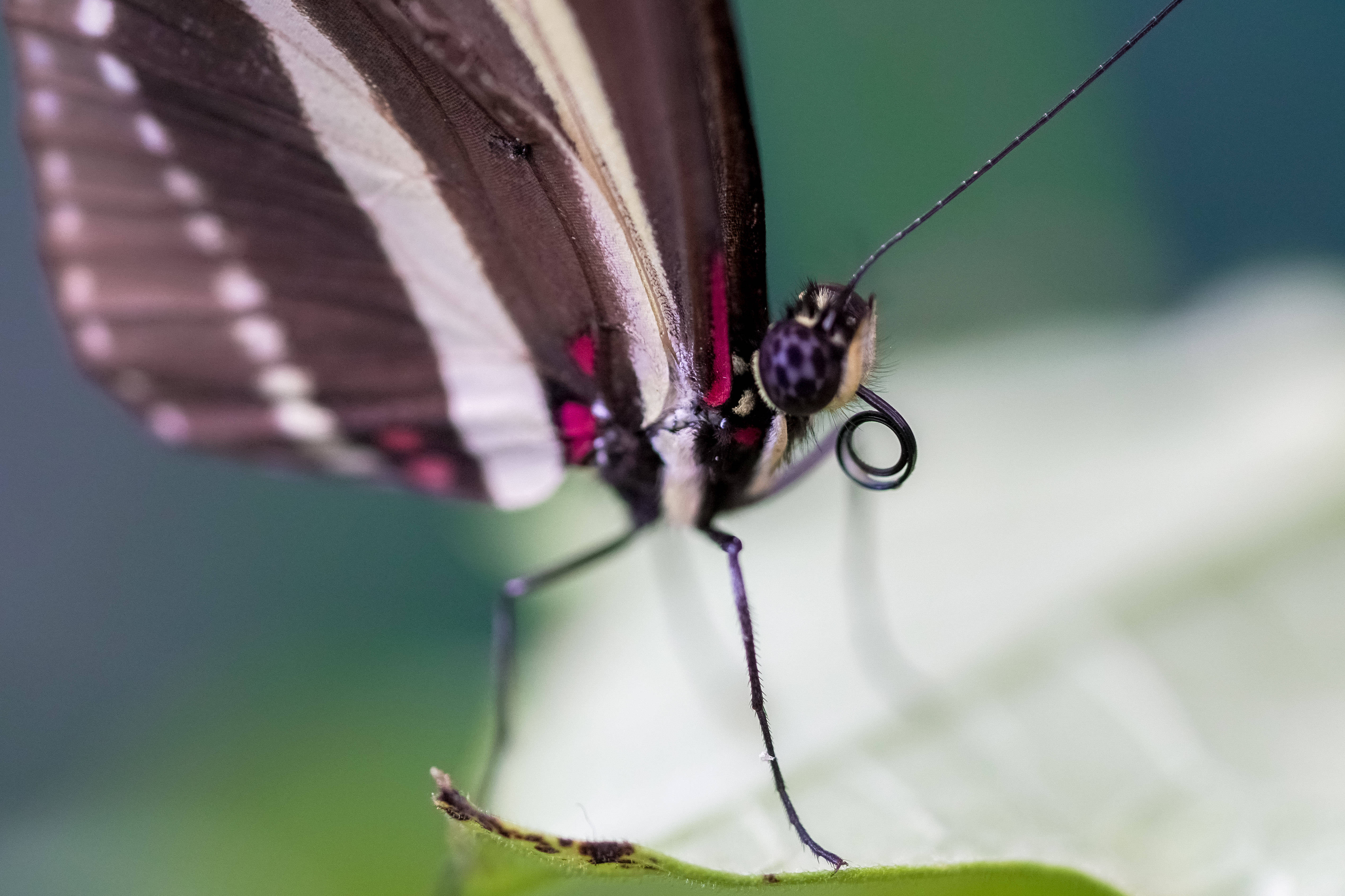 beautiful butterfly, black and white butterfly, pink accents, 4K Desktop Wallpaper