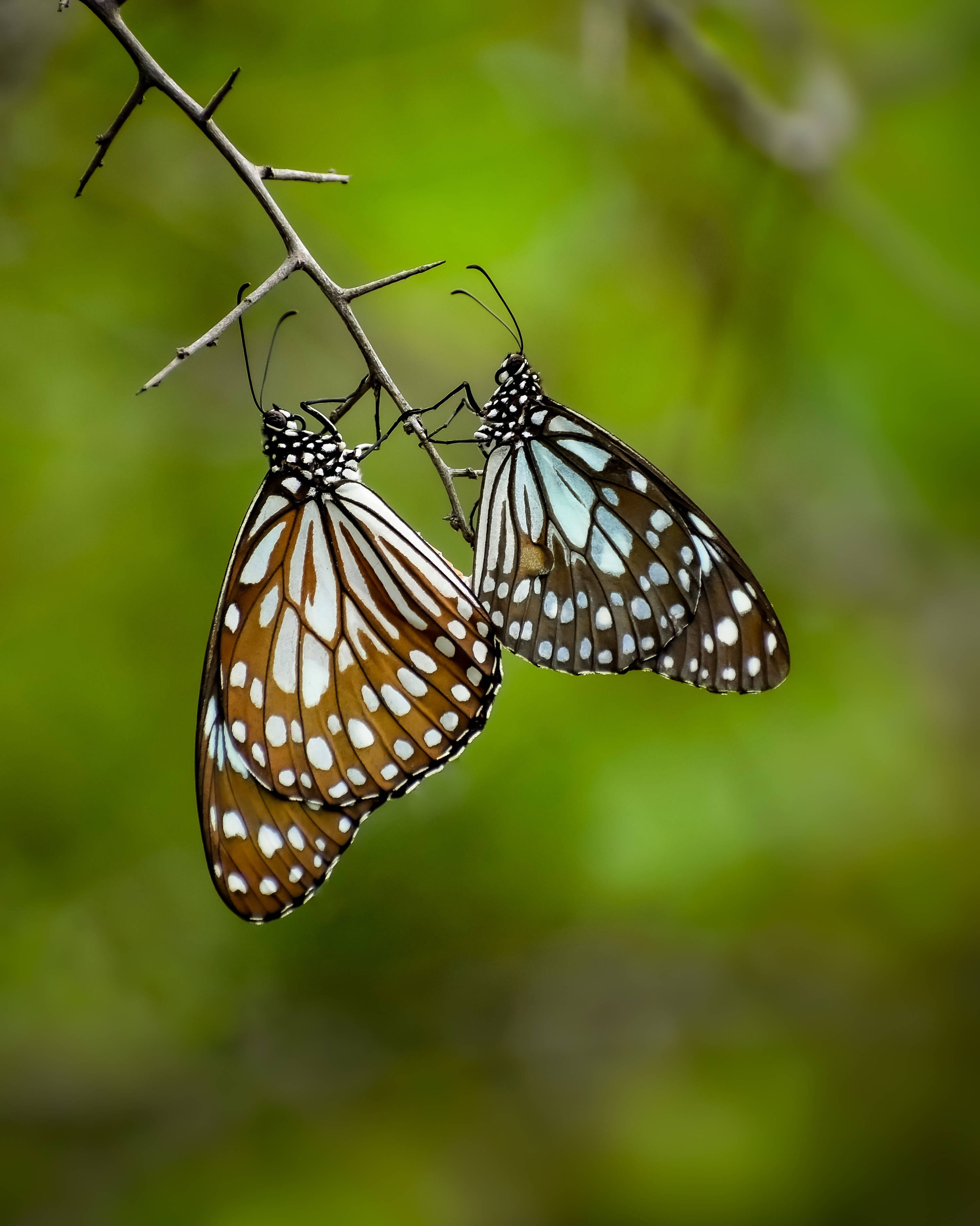 beautiful butterfly, orange white and blue wings, thorny branch, 2K Phone Wallpaper