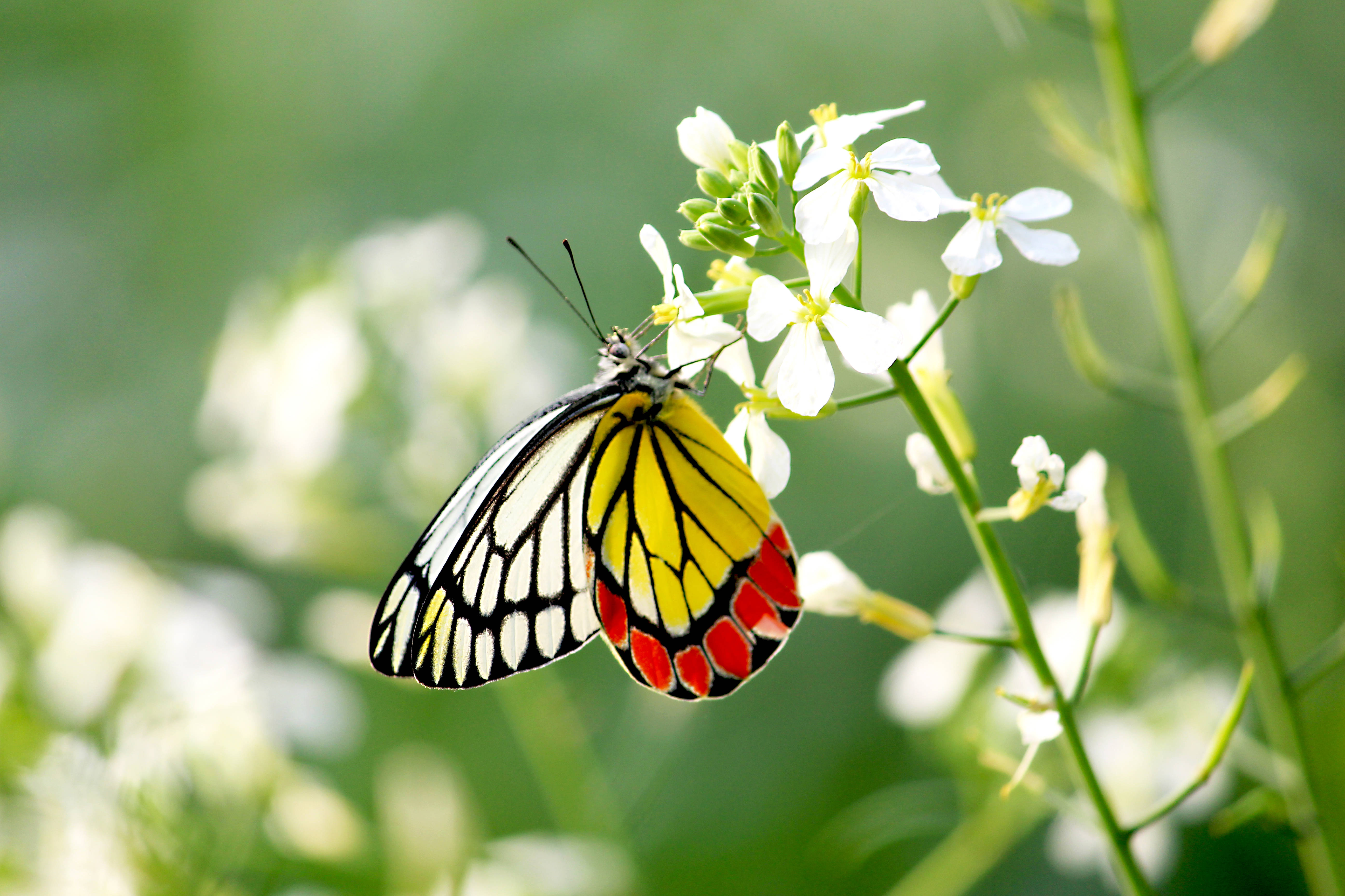 yellow white red beautiful butterfly, yellow red and white wings, small white flowers, 5K Desktop Wallpaper