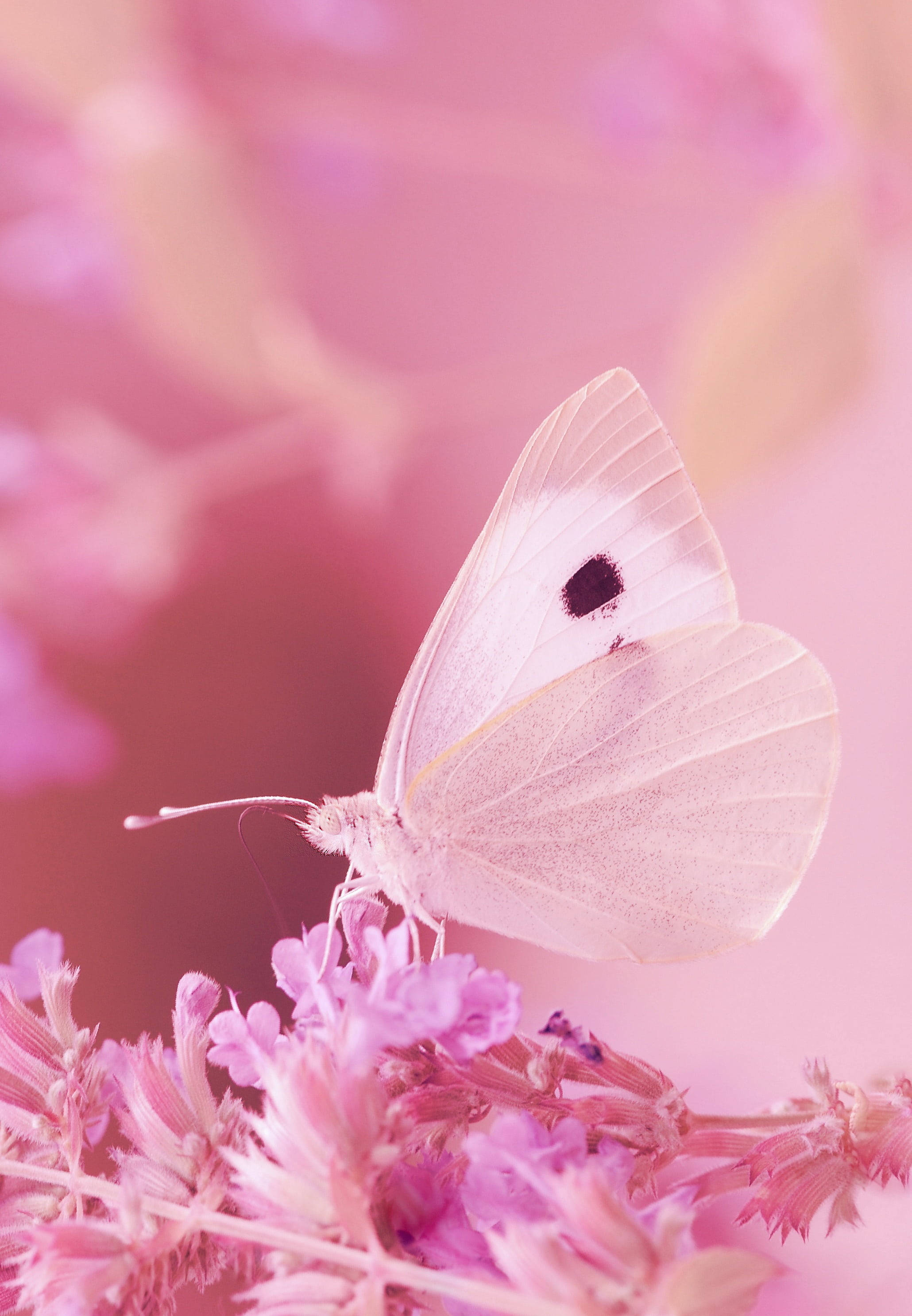 pink butterfly, soft pink flowers, dreamy pink blurred background, 2K Phone Wallpaper