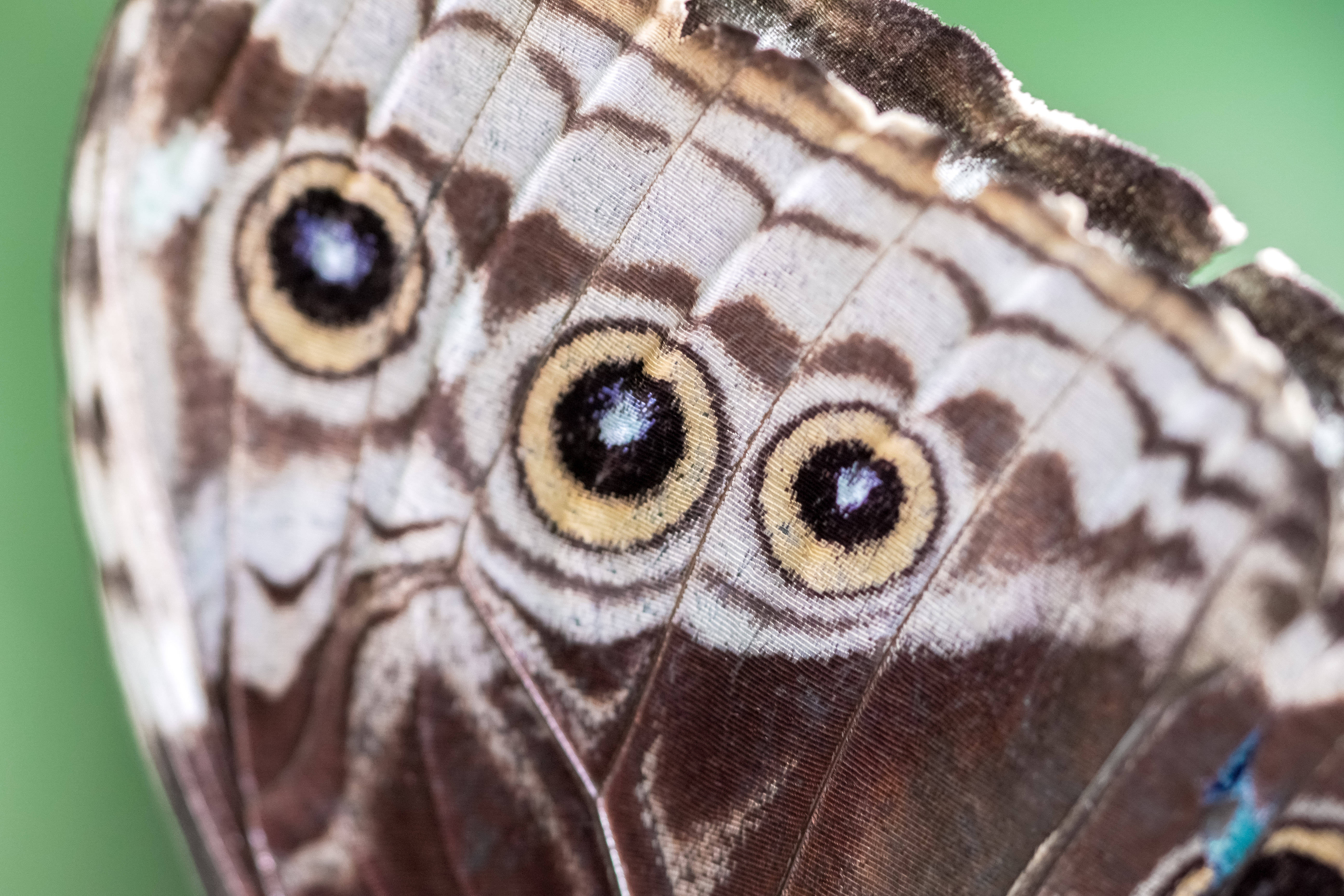 beautiful butterfly wings, brown beige, white, 5K Desktop Wallpaper