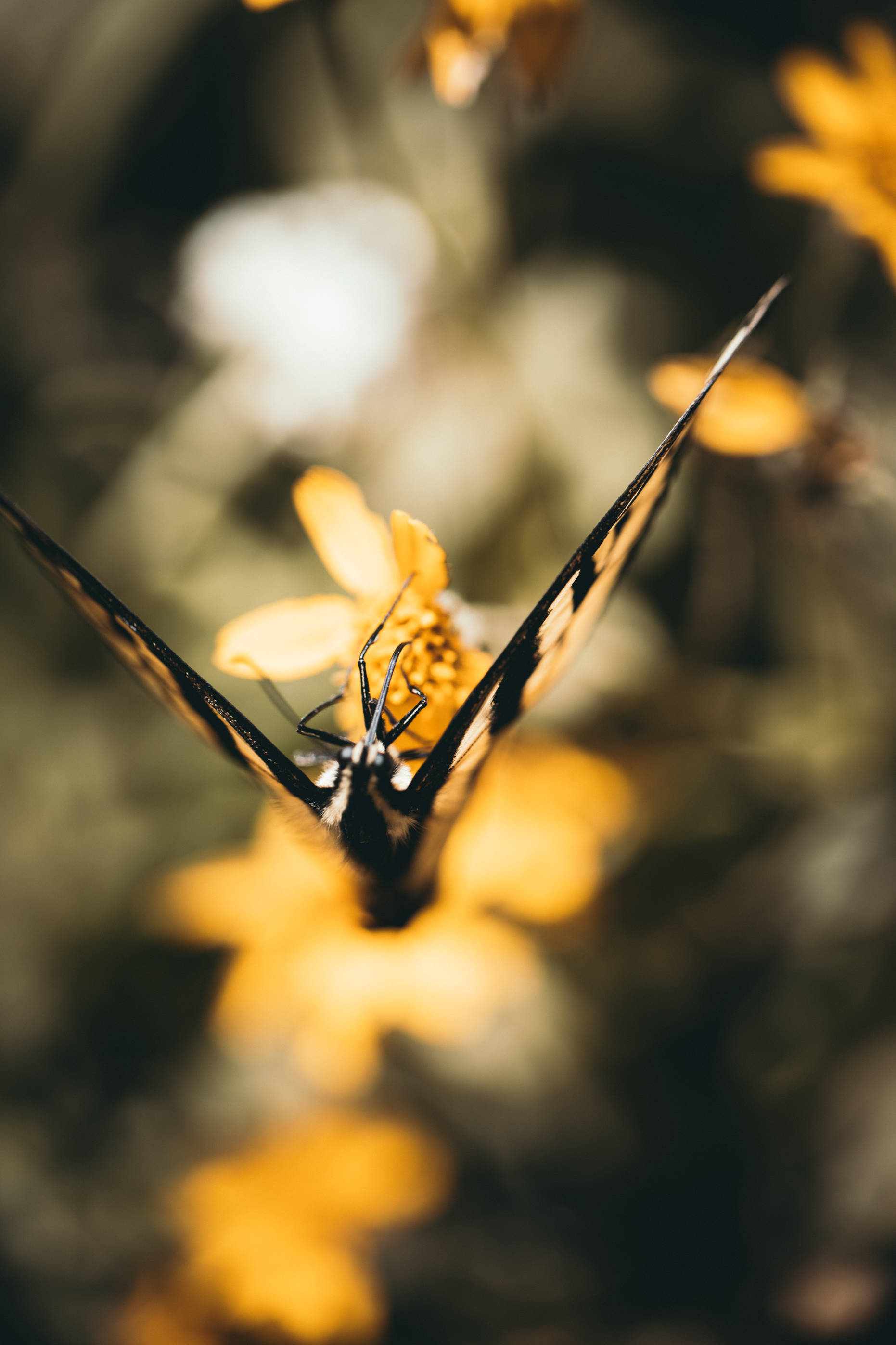 beautiful butterfly, black and yellow butterfly, bright yellow flower, 2K Phone Wallpaper