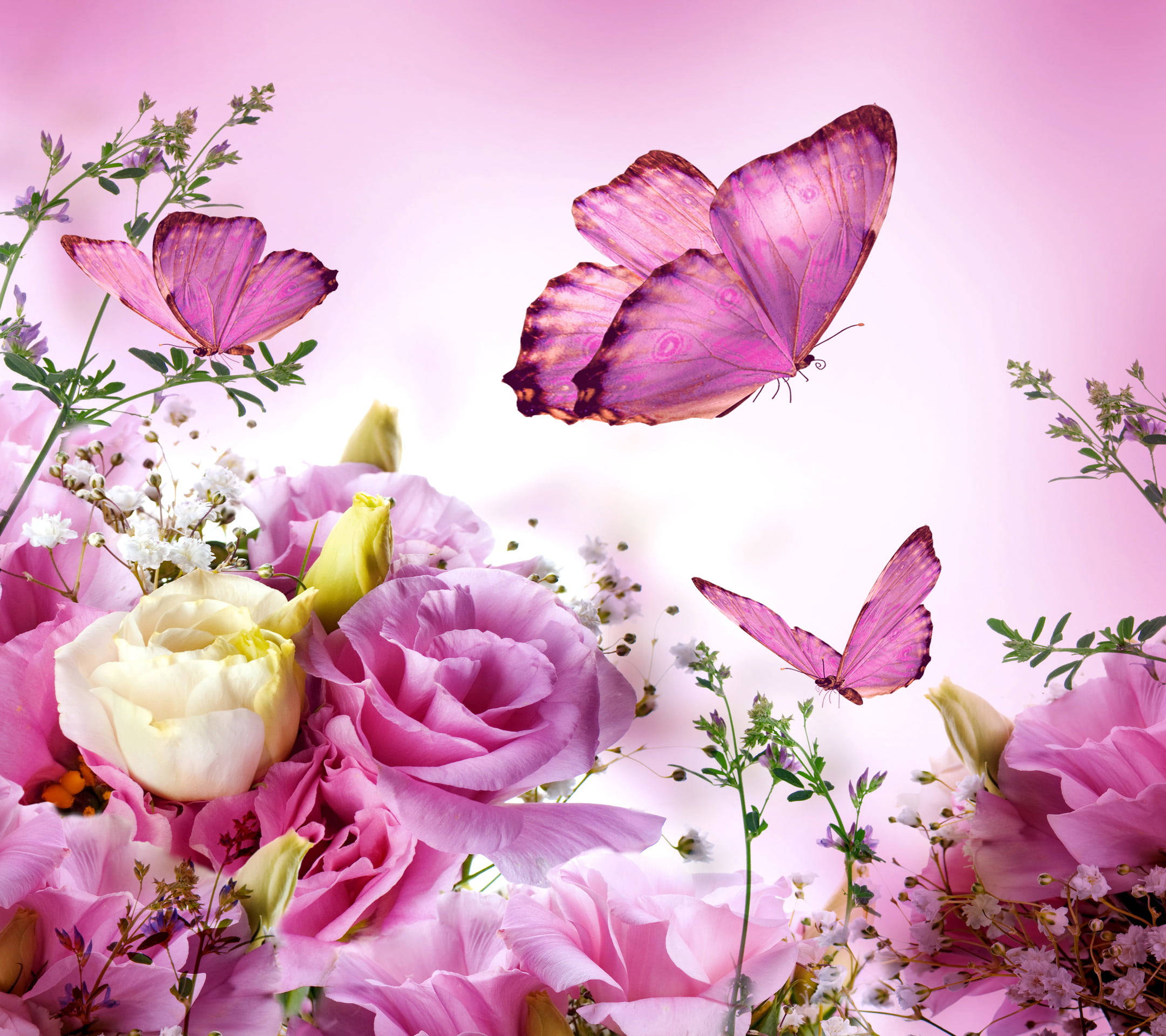 pink butterfly, pink garden, purple butterflies, Full HD Desktop Wallpaper