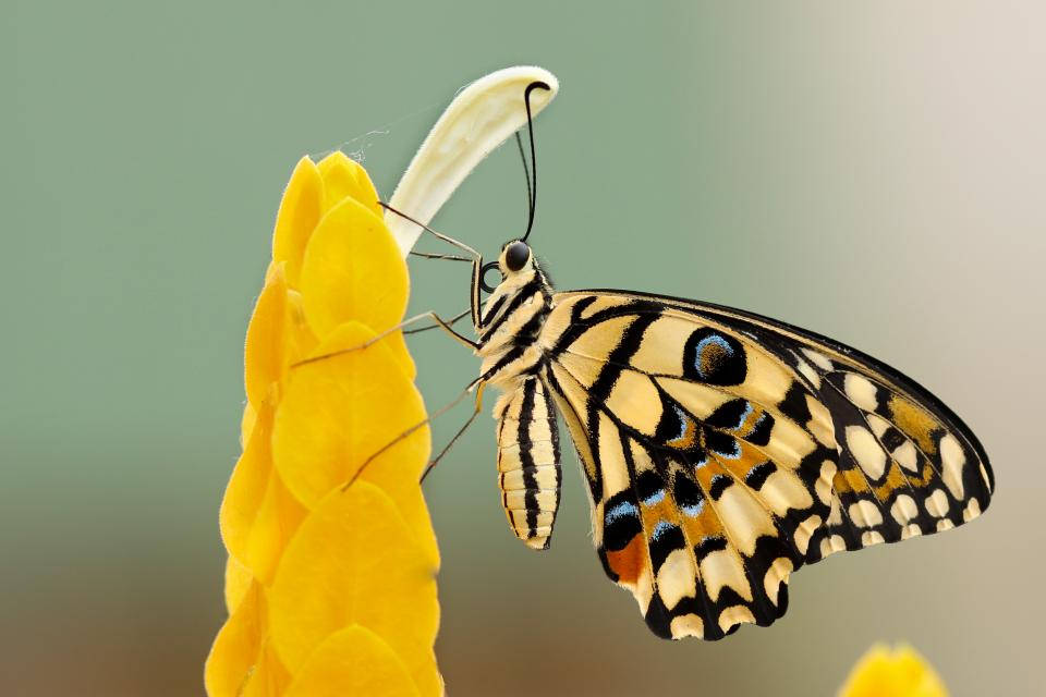 beautiful butterfly, yellow and black butterfly, bright yellow flower bud, SD Desktop Wallpaper