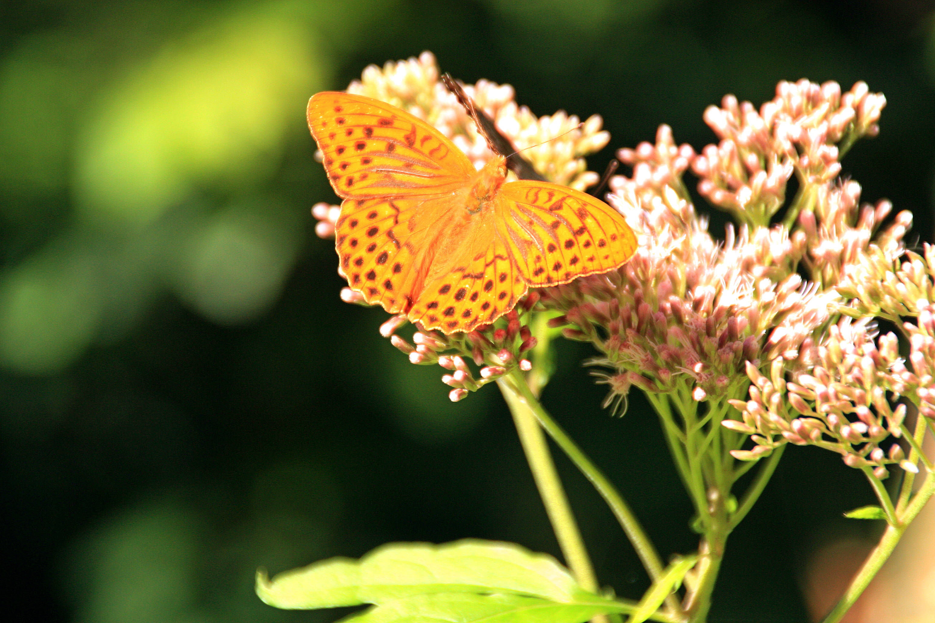 yellow beautiful butterfly, pinkish-white flowers, soft green blurred background, 2K Desktop Wallpaper