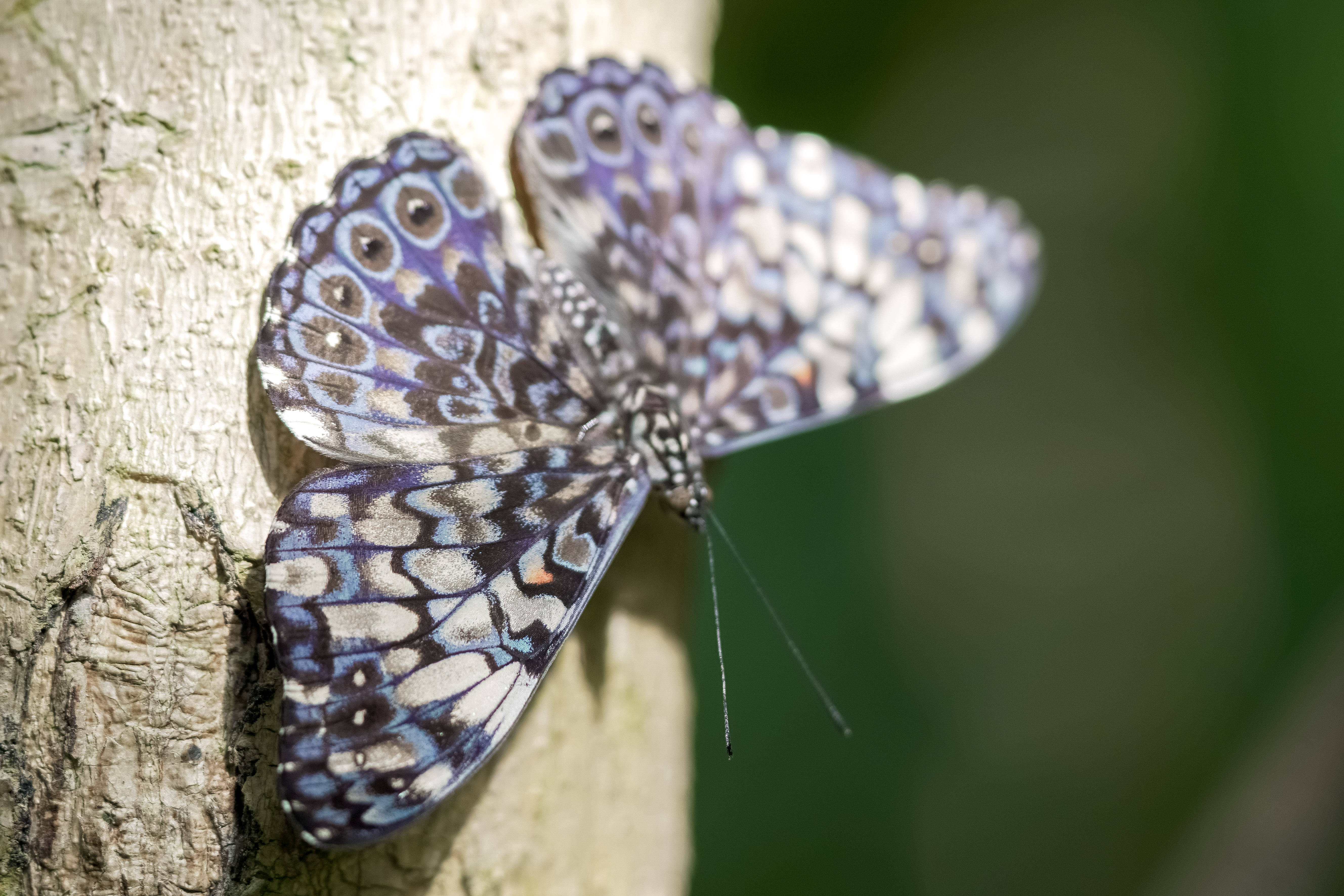 blue and white patterned butterfly, eye spots, textured tree trunk, 5K Desktop Wallpaper