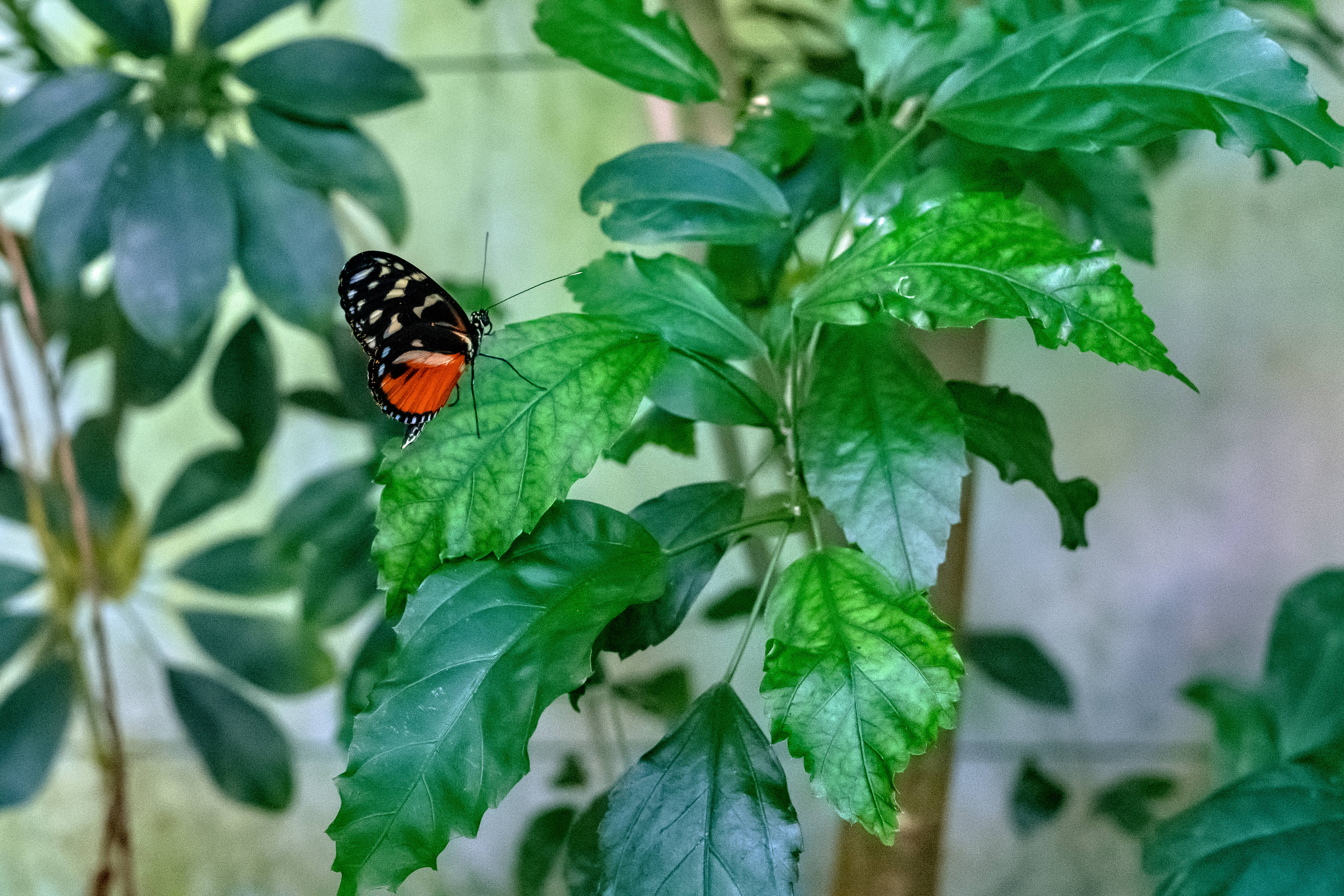 black and orange butterfly, vibrant green leaf, lush foliage, 5K Desktop Wallpaper