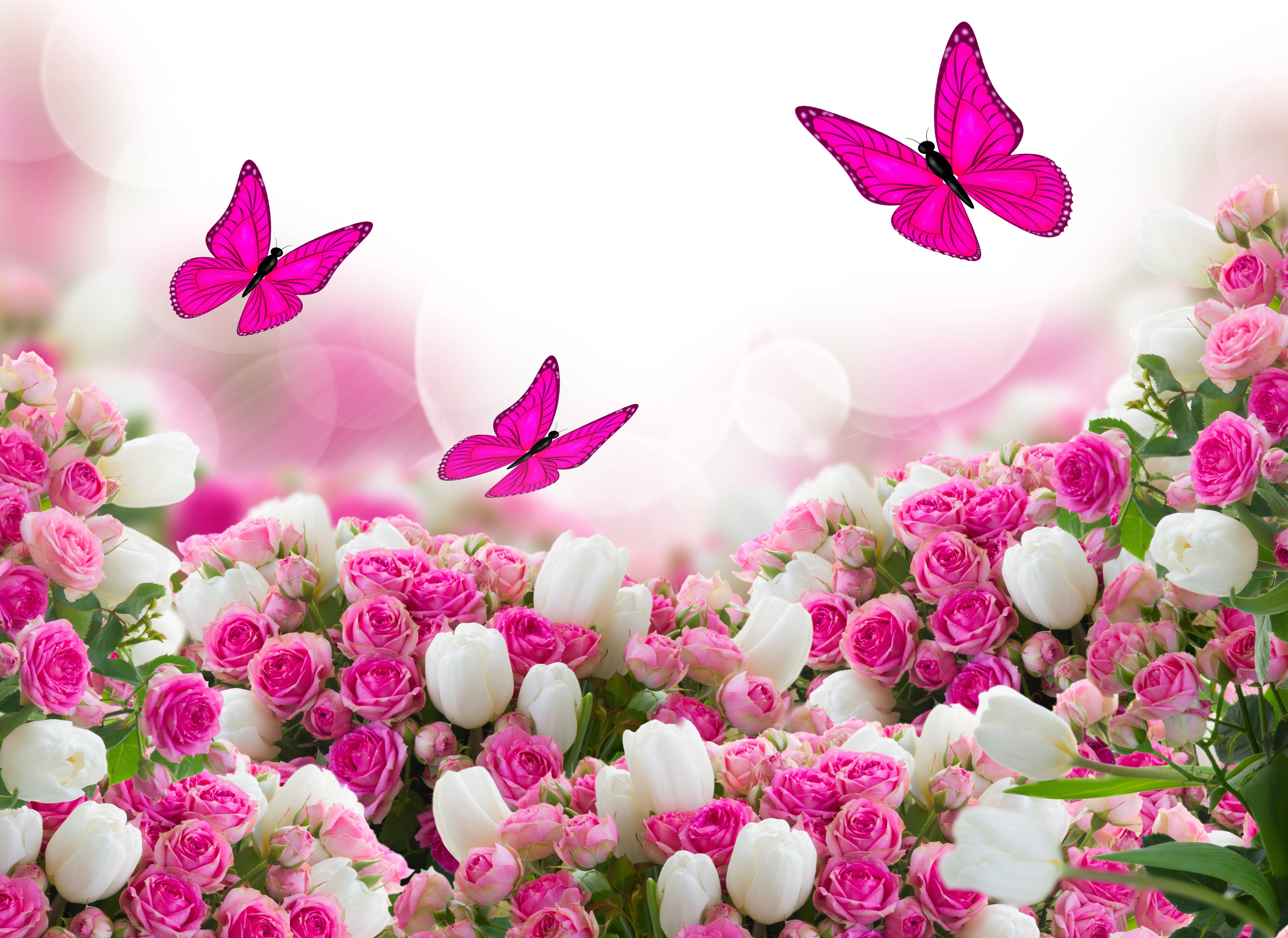 pink butterfly, flower field, pink and white roses, 8K Desktop Wallpaper