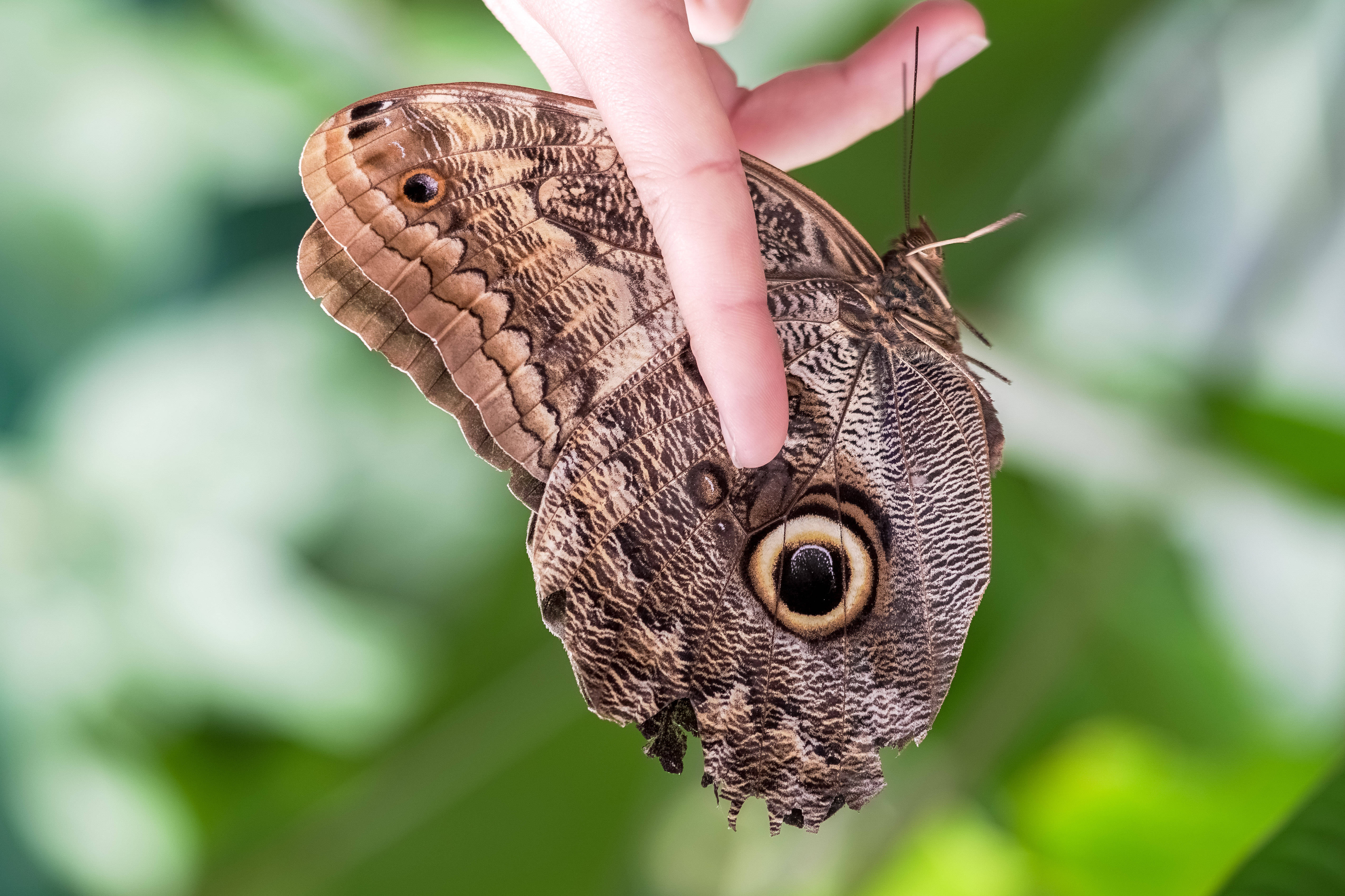 owl brown beautiful butterfly, large brown owl butterfly, intricate eye-like patterns, 5K Desktop Wallpaper