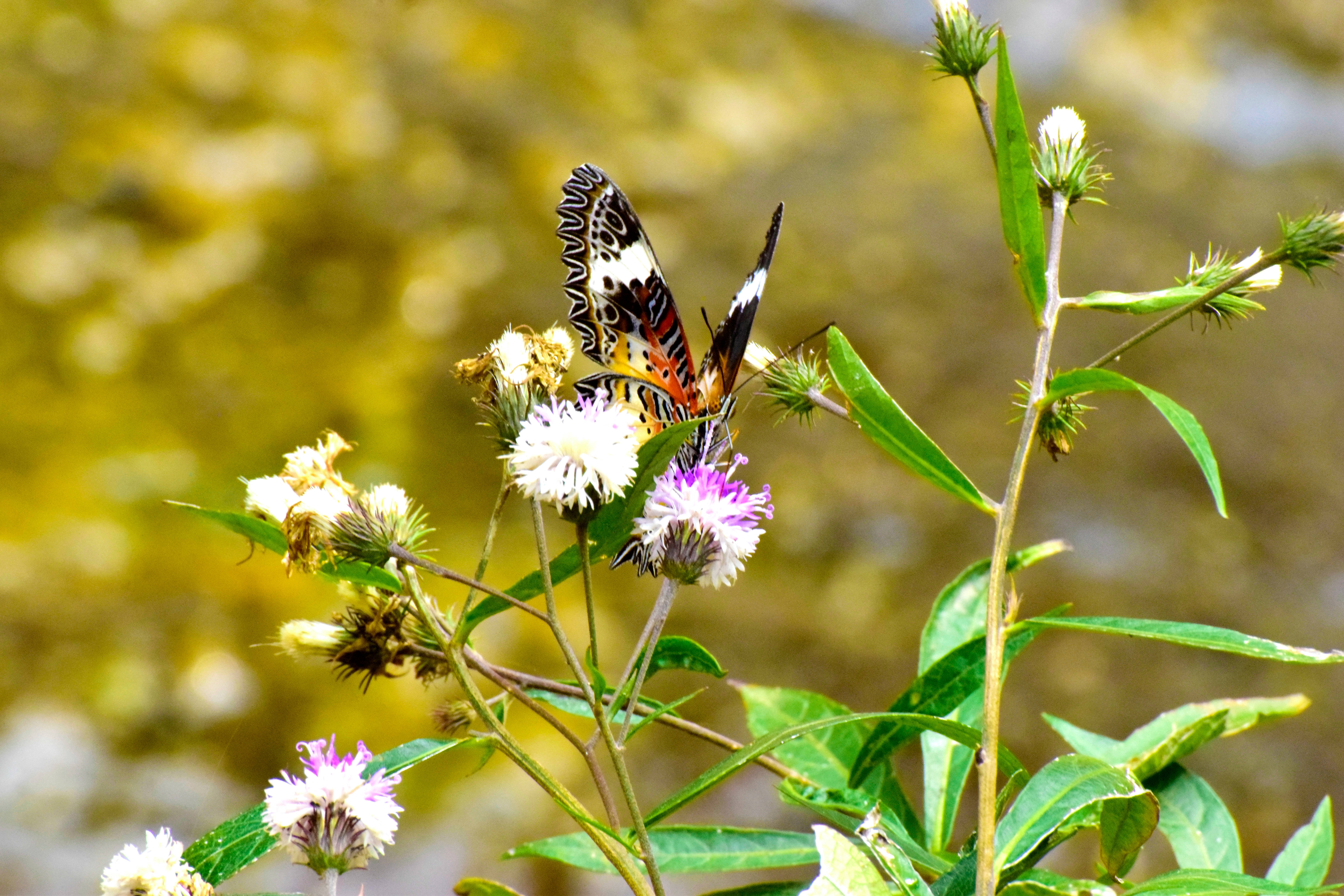 beautiful butterfly, wild flower, black orange and white wings, 5K Desktop Wallpaper