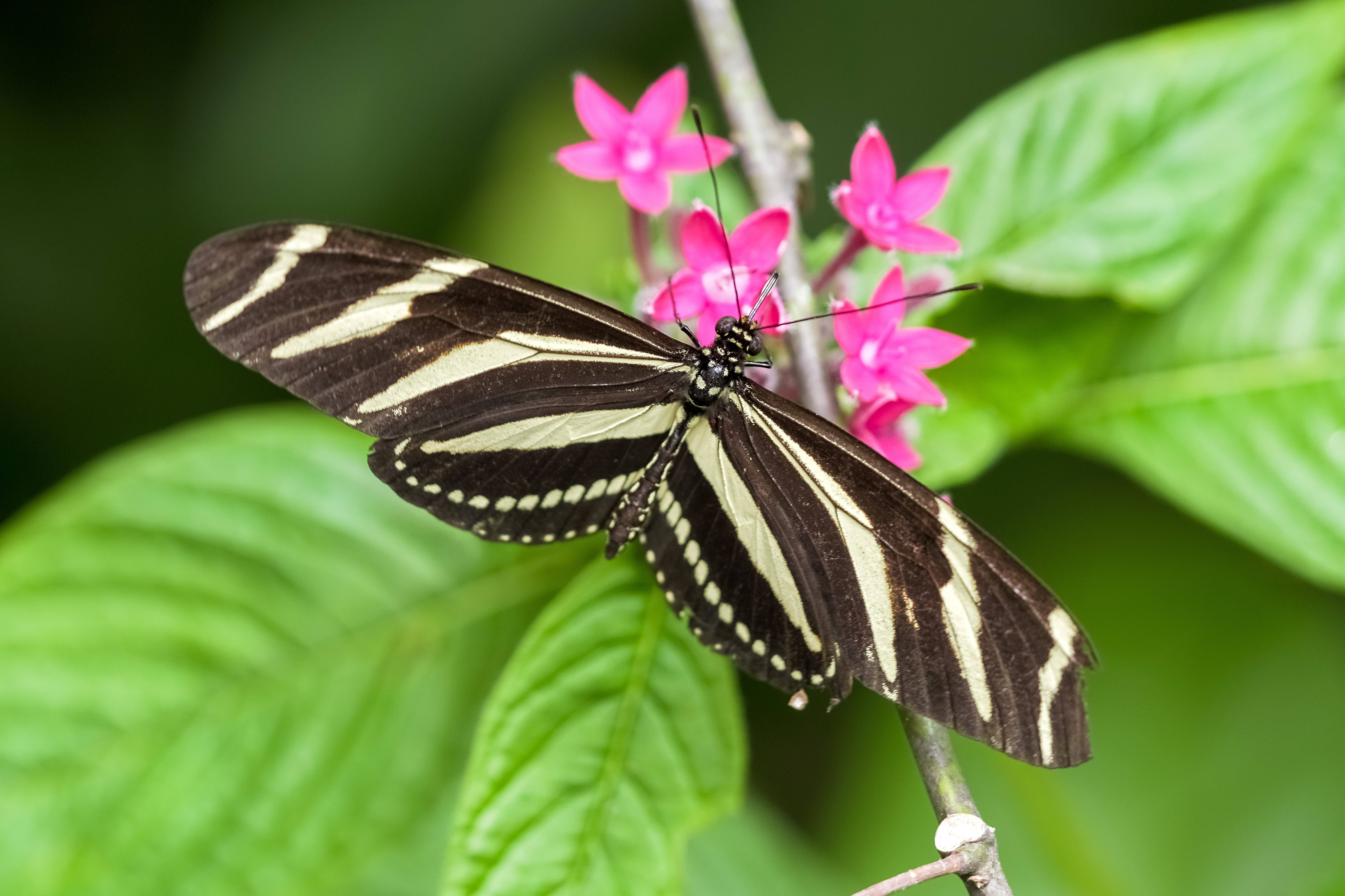 Choco Brown, Beautiful Butterfly, black and white striped zebra longwing butterfly, 5K Desktop Wallpaper