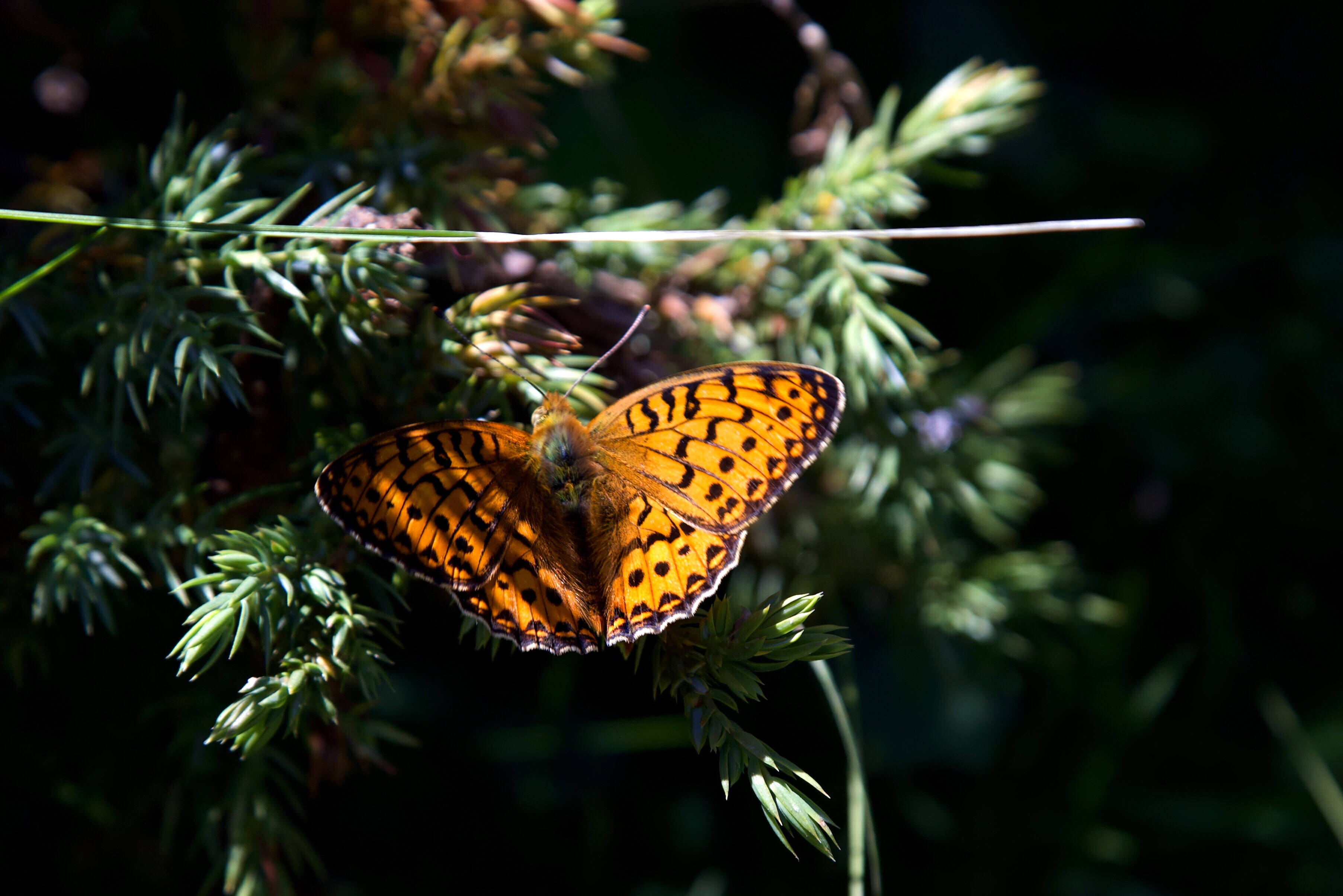 yellow beautiful butterfly, green pine needles, bright sunlight, 2K Desktop Wallpaper