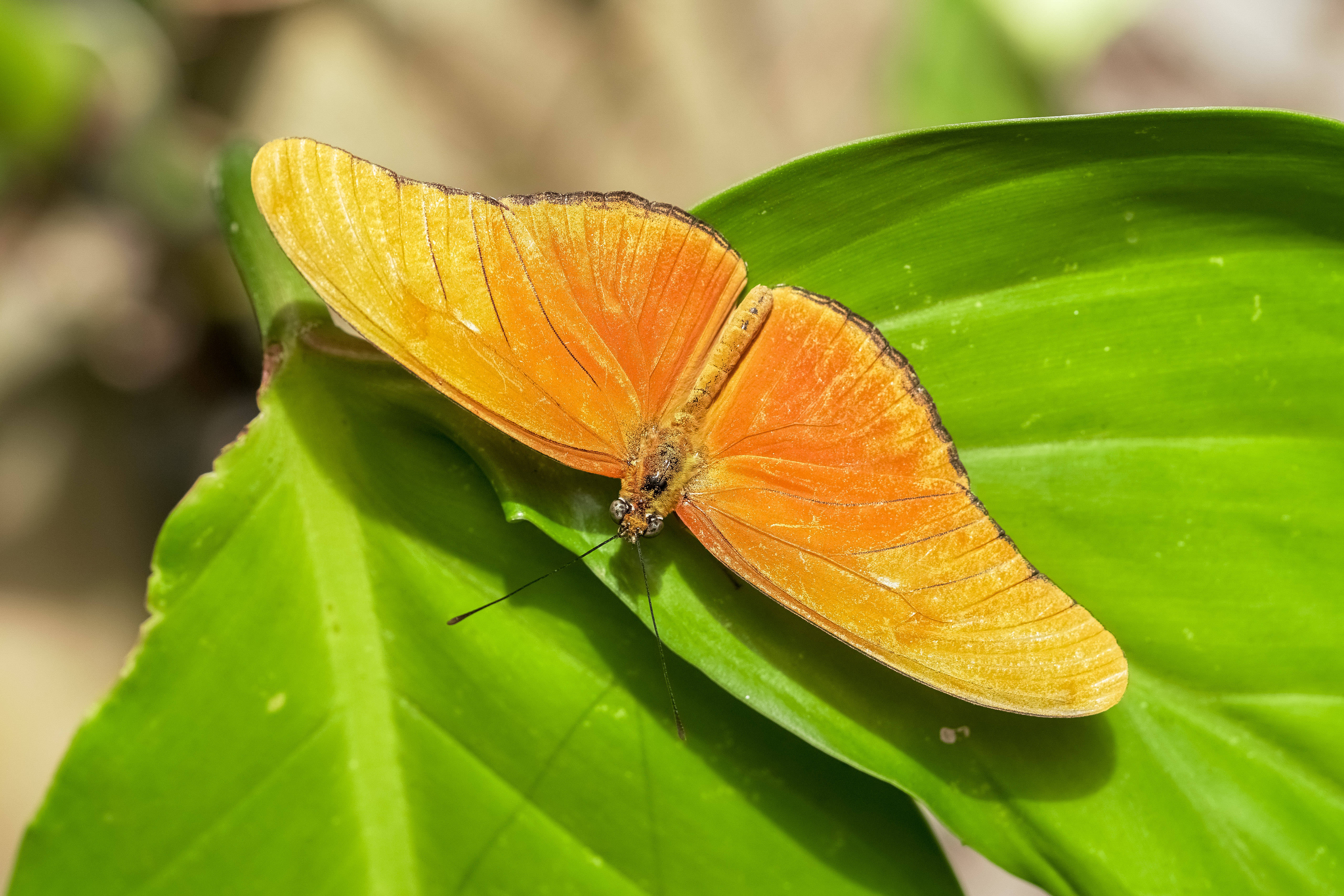 yellow beautiful butterfly, big leaves, vibrant orange butterfly, 5K Desktop Wallpaper