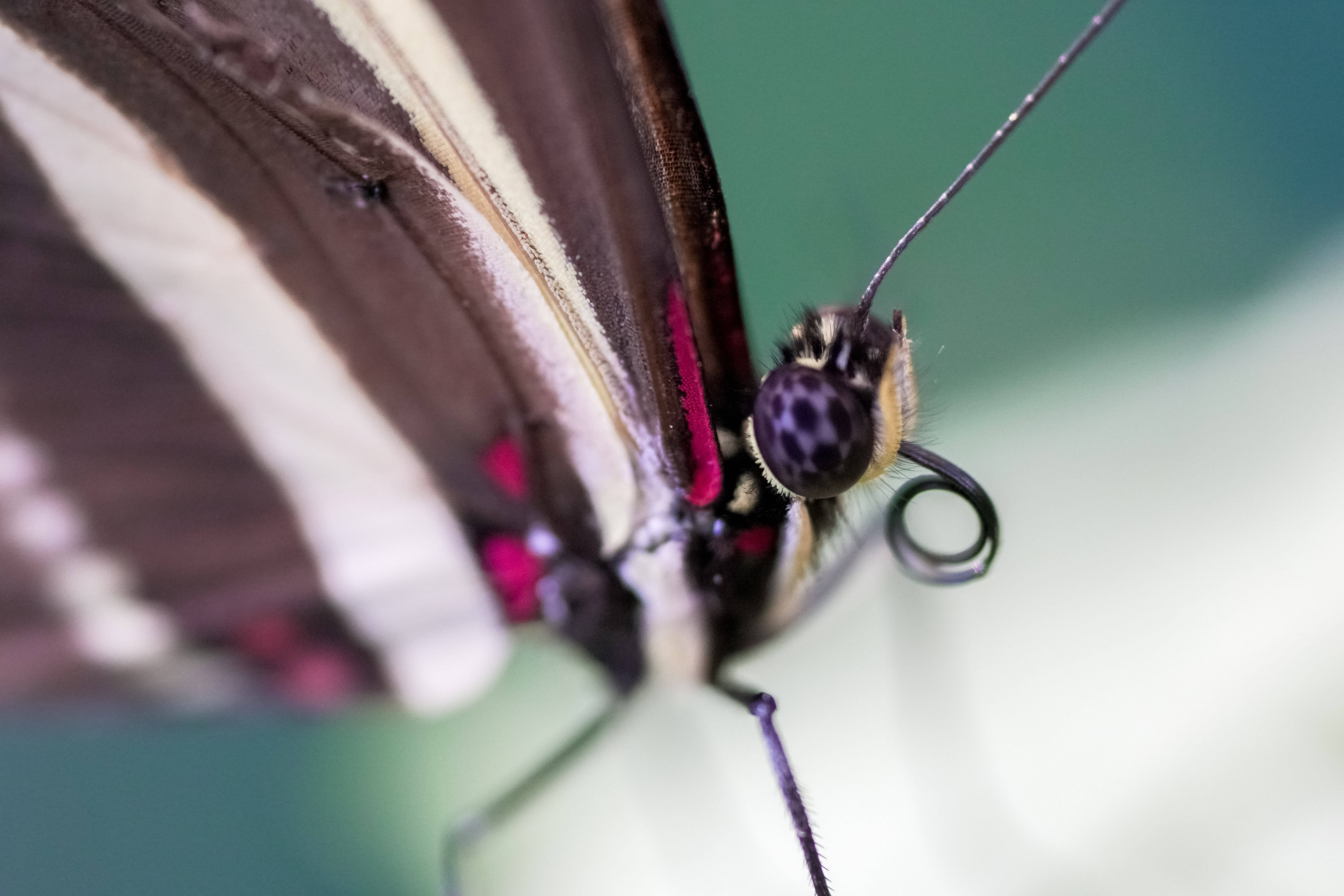 dark pink purple beautiful butterfly, macro shot, butterfly's head, 5K Desktop Wallpaper