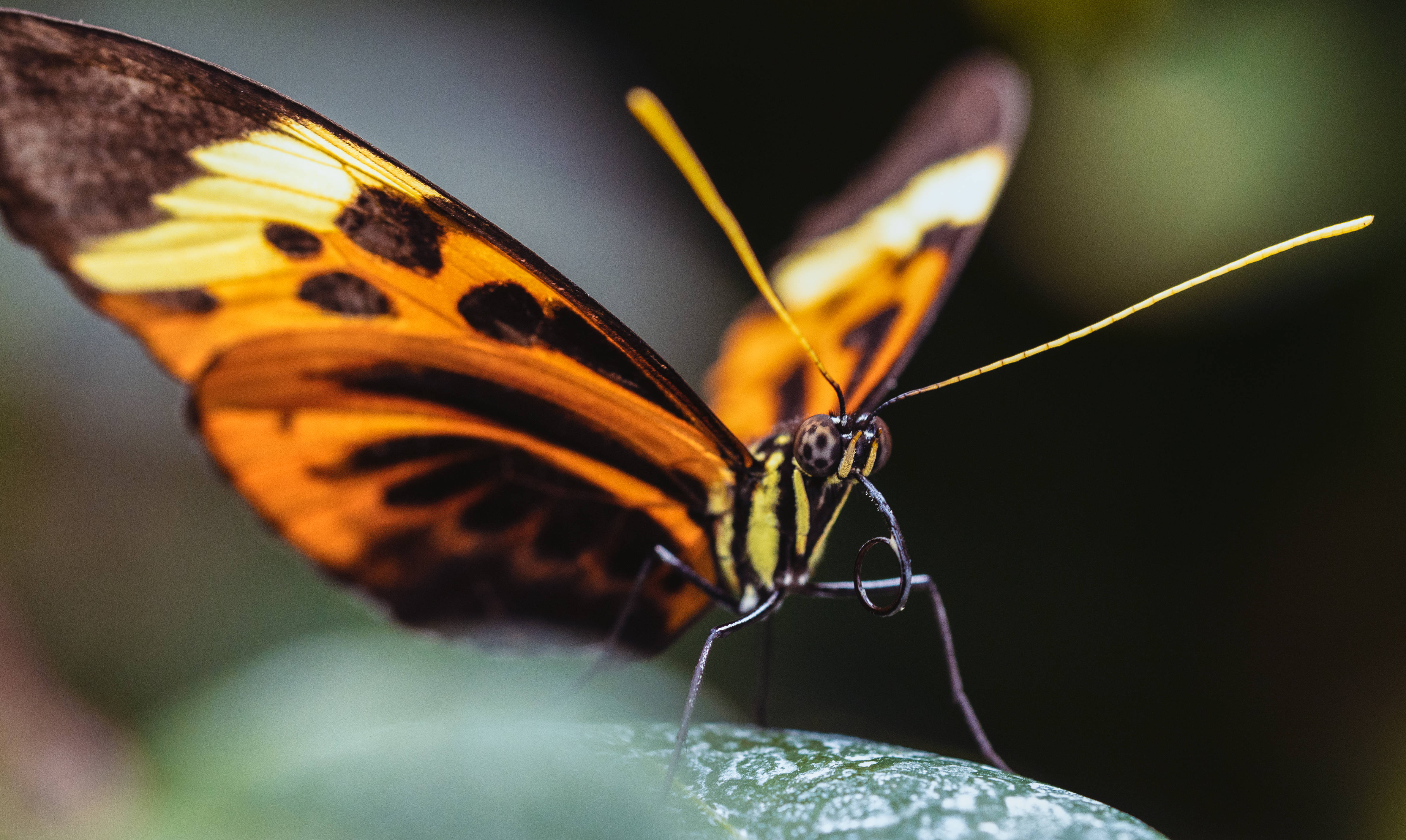 beautiful butterfly, orange, black, 4K Desktop Wallpaper