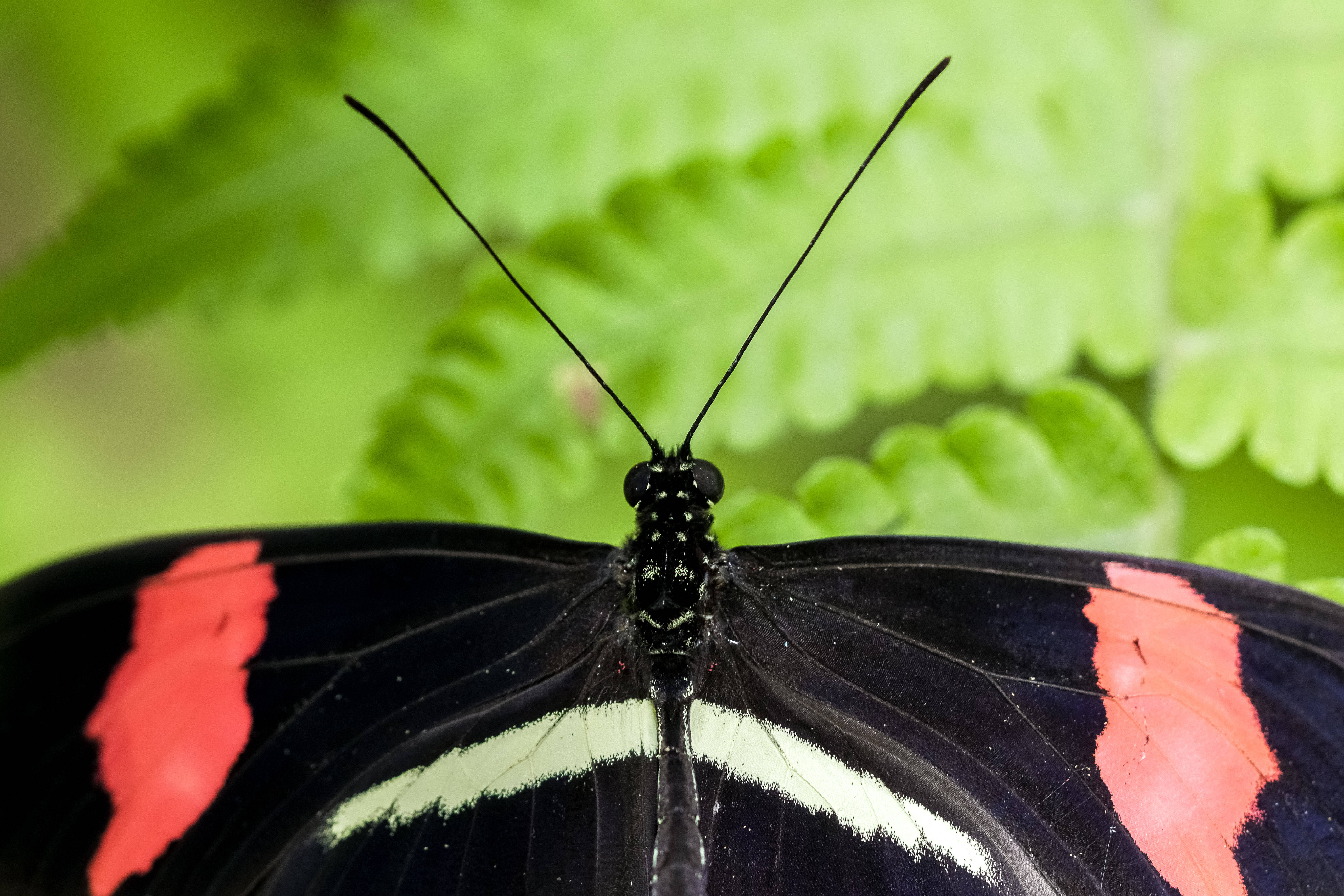 black butterfly, red and white markings, vibrant green ferns, 5K Desktop Wallpaper