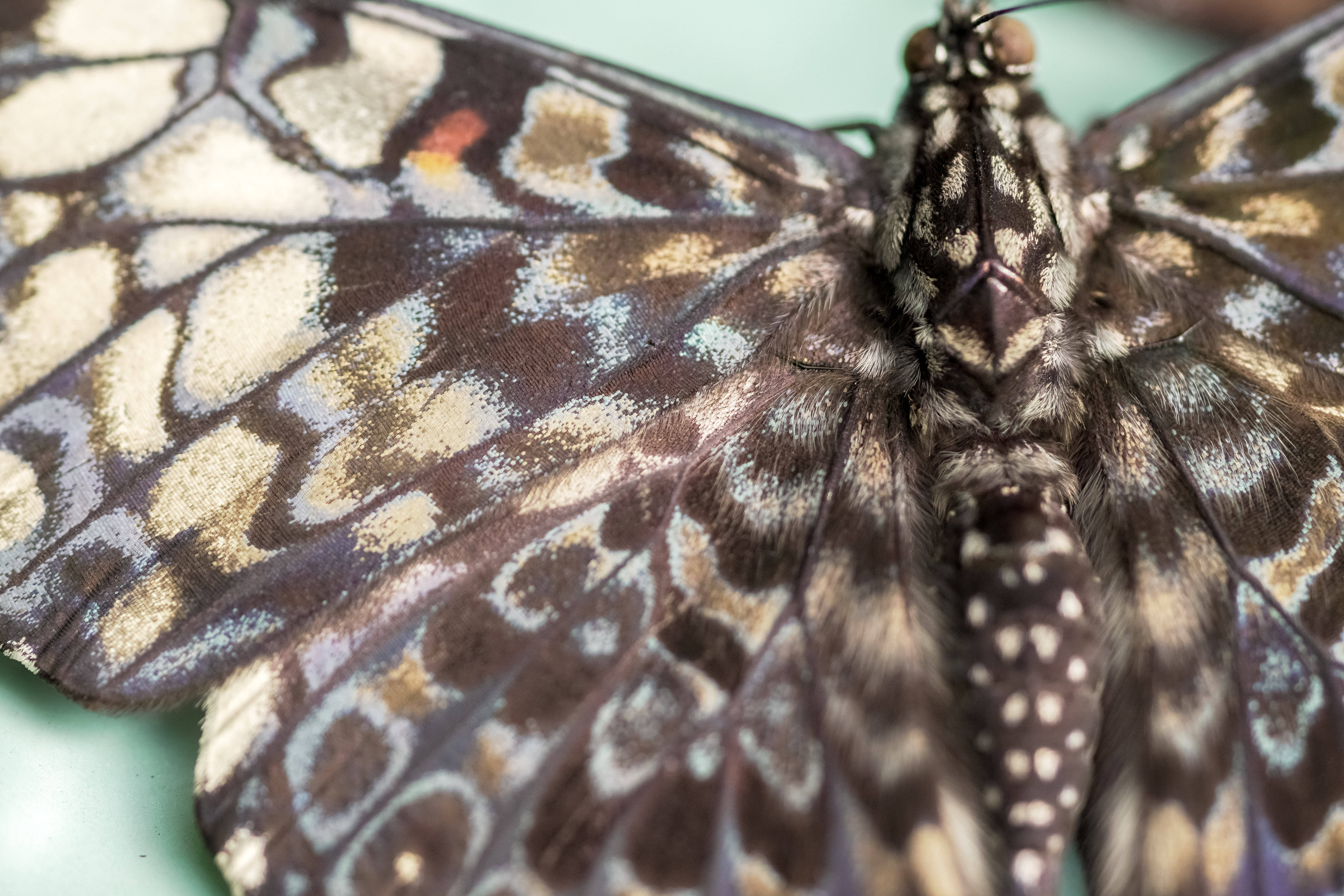 Beautiful Butterfly, brown beige and blue patterned wings, soft green surface, 5K Desktop Wallpaper