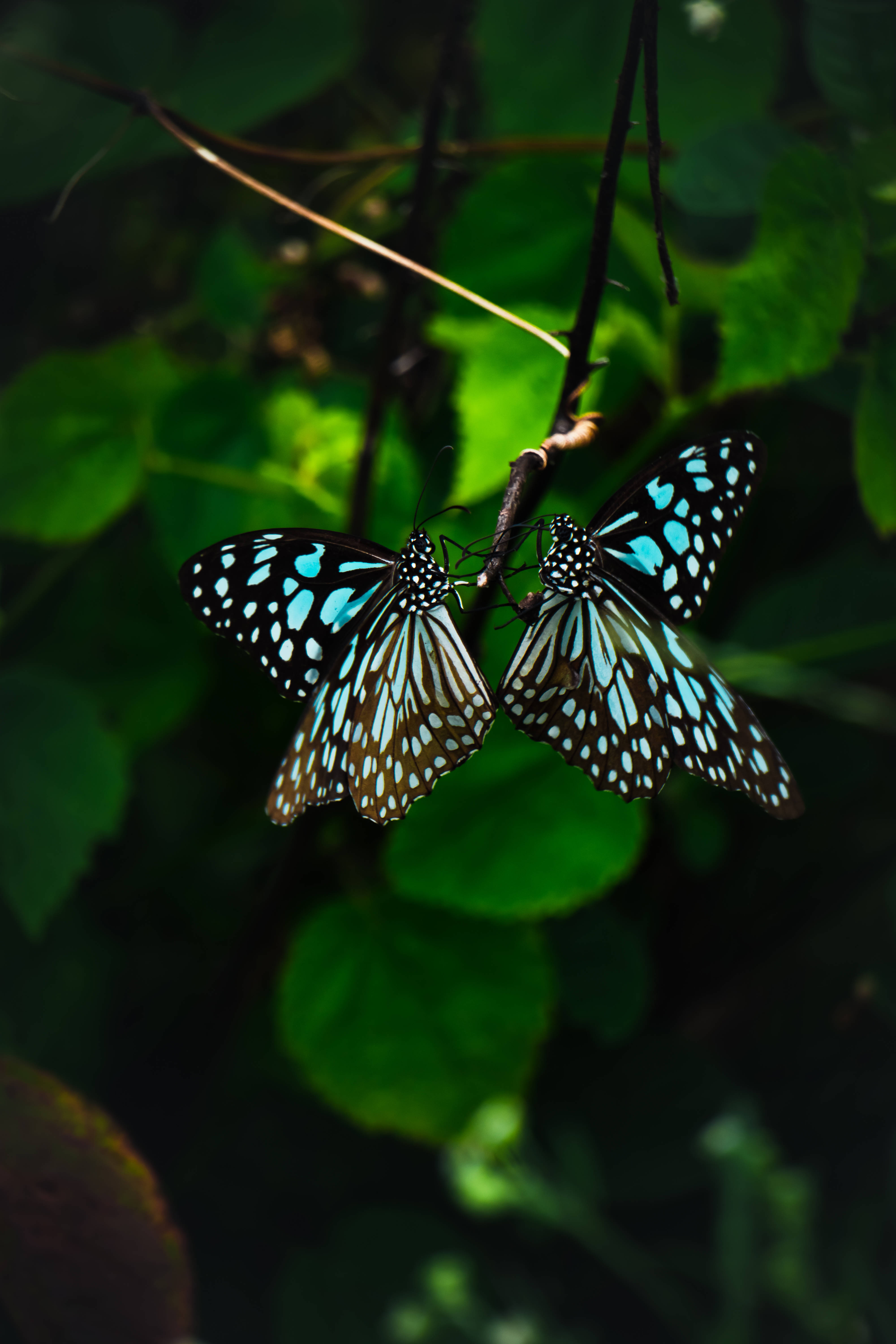 dark green, blue and black butterflies, twig, 5K Phone Wallpaper