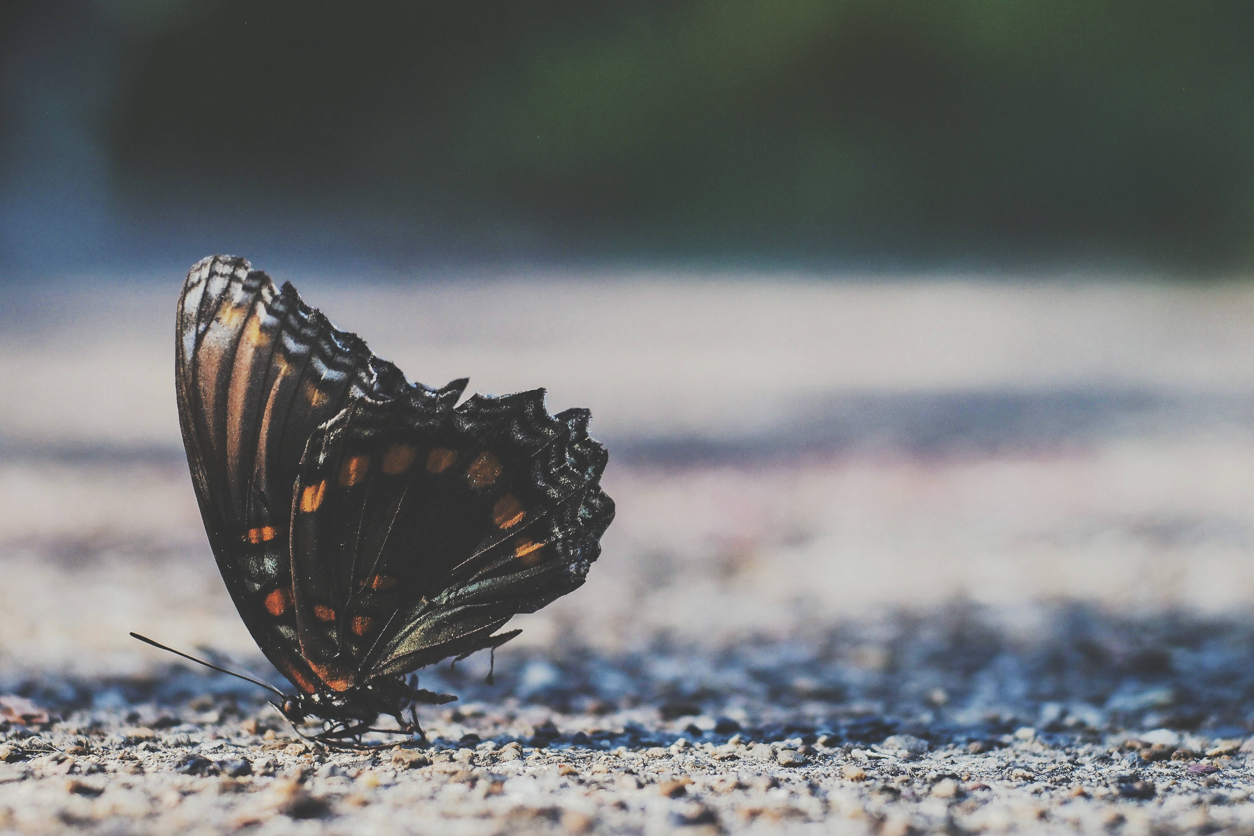 black butterfly, orange spots, gravel ground, 4K Desktop Wallpaper