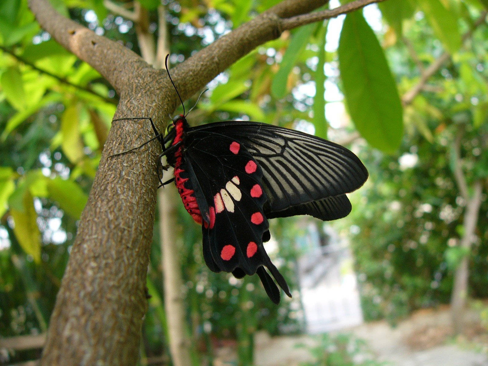 black butterfly, red and white spots, tree branch, HD Desktop Wallpaper