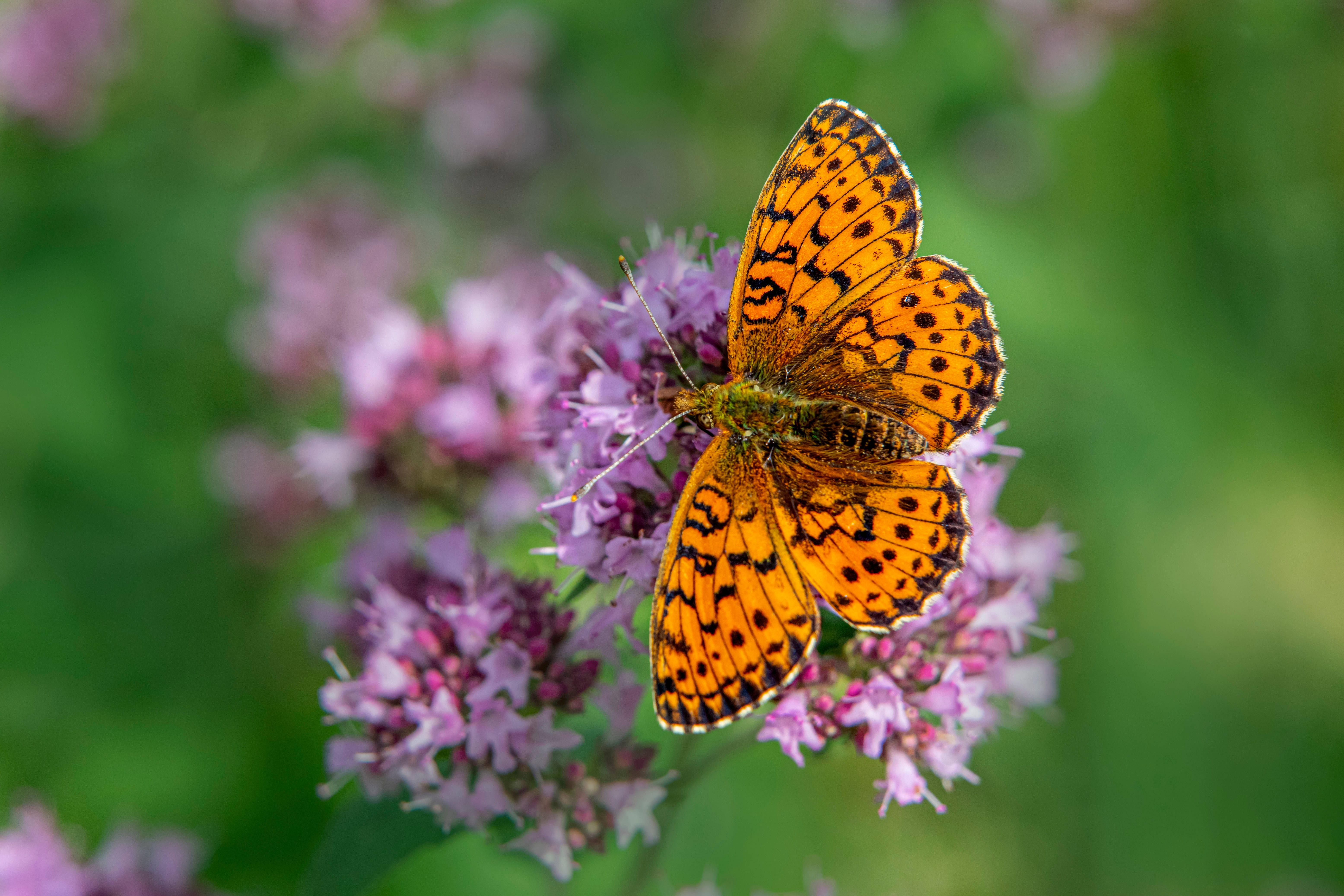 orange butterfly, black spots, purple flowers, 5K Desktop Wallpaper