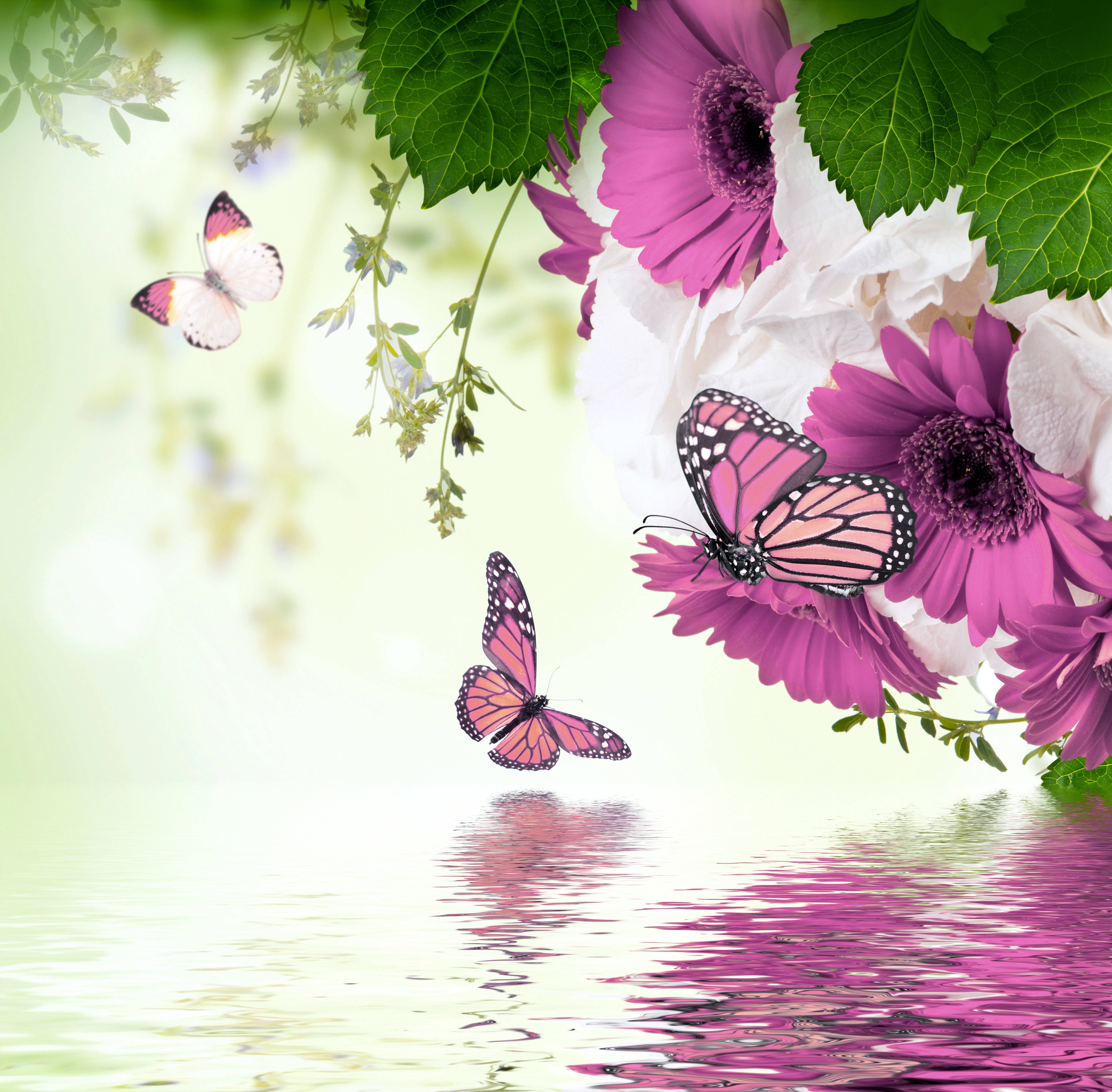 pink butterfly, river, calm water, 5K Desktop Wallpaper
