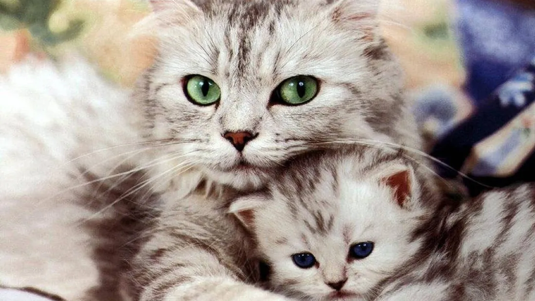 Beautiful Cats